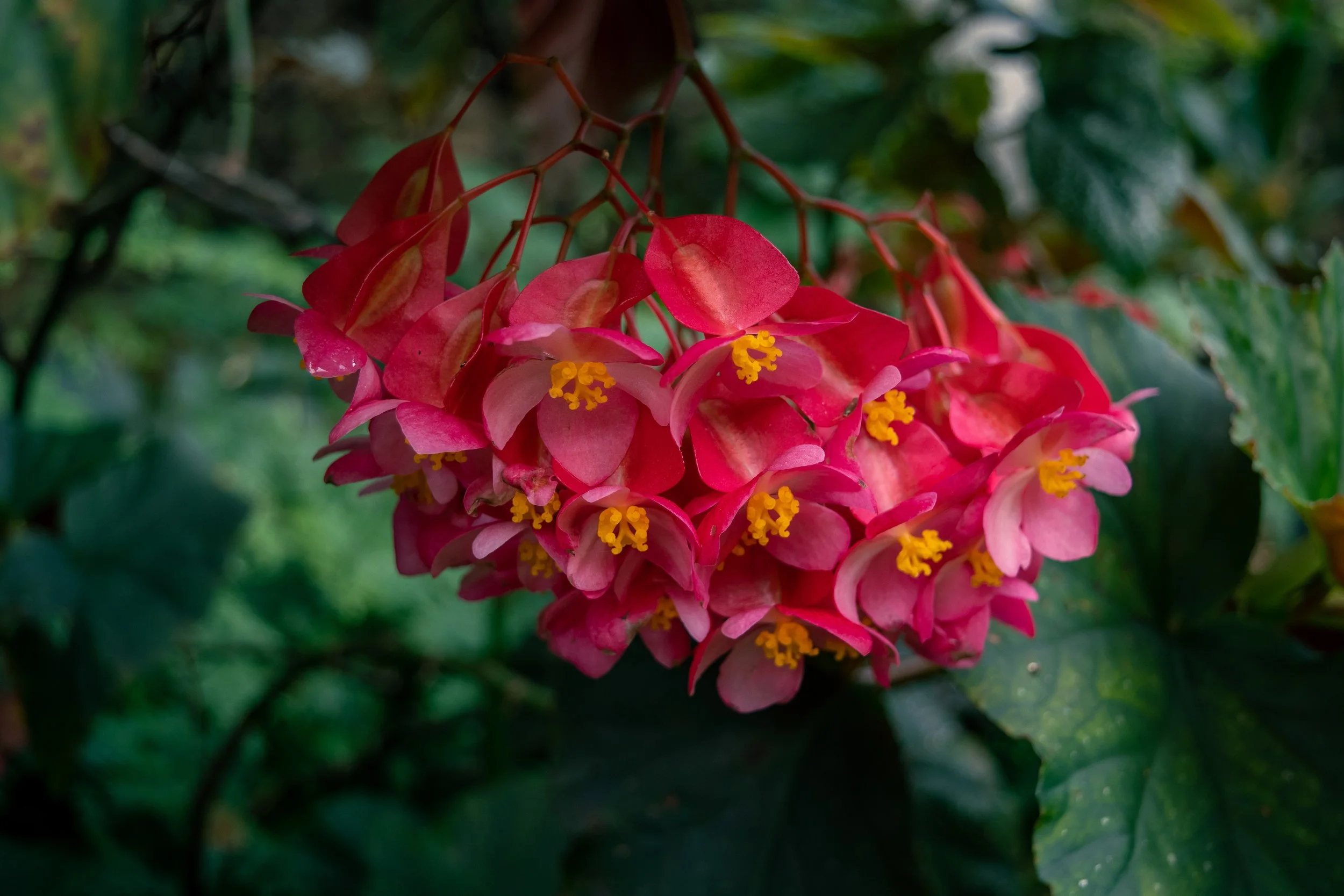 Begonia 'Lucerna' (4).jpg