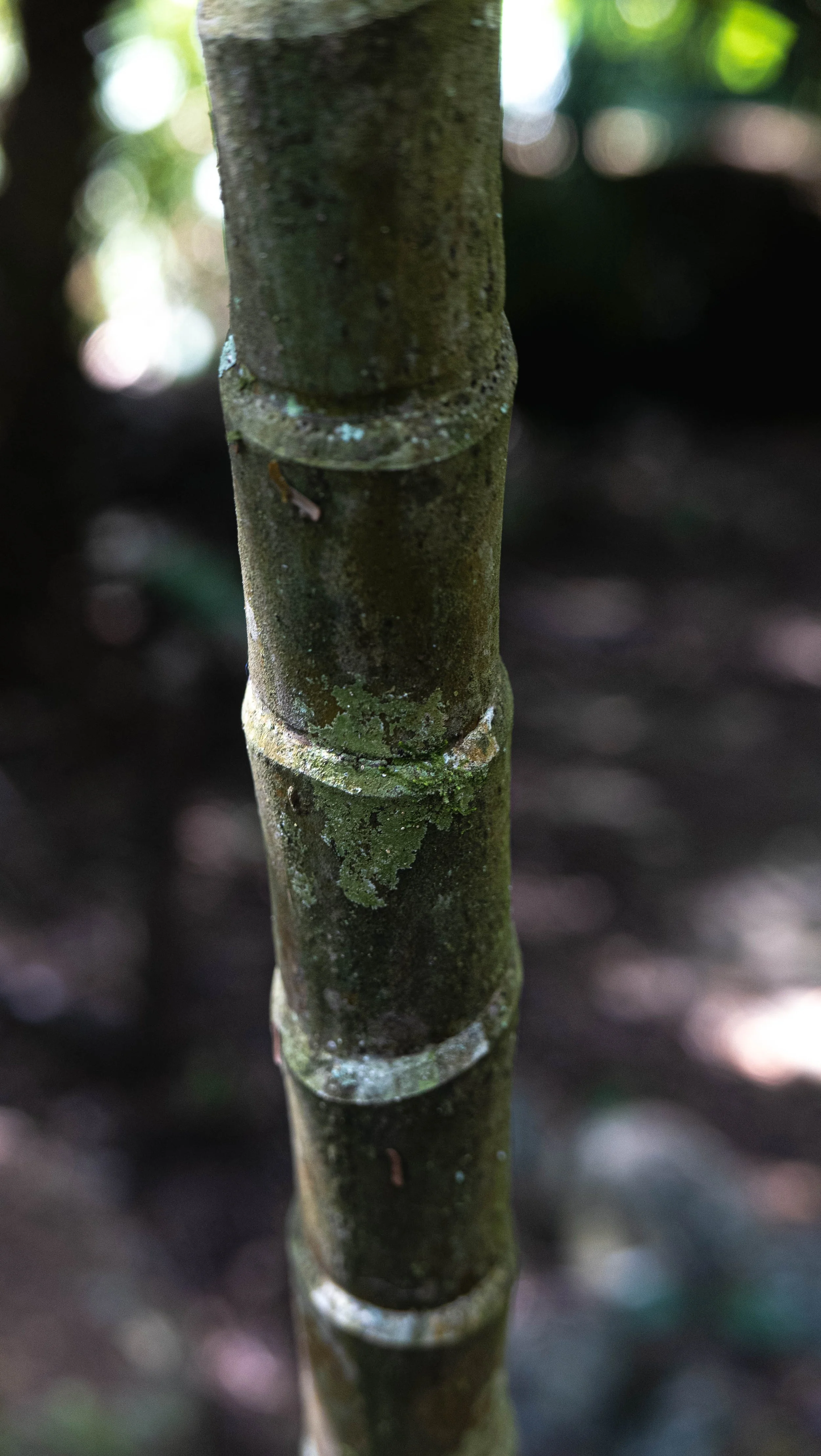 Pinanga Philippinensis 2.jpg