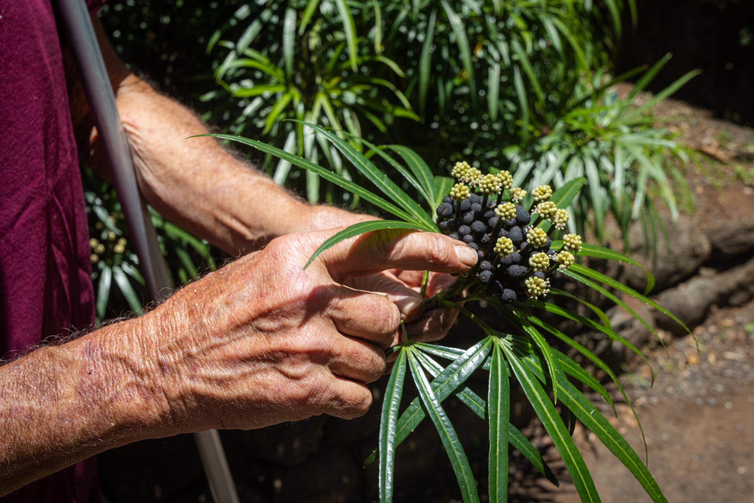 waimea valley staff pointing at plants during a botanical tour