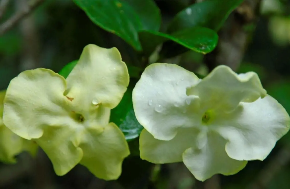 LADY_OF_THE_NIGHT_BRUNFELSIA_AMERICANA_CLOSE_UP.jpg