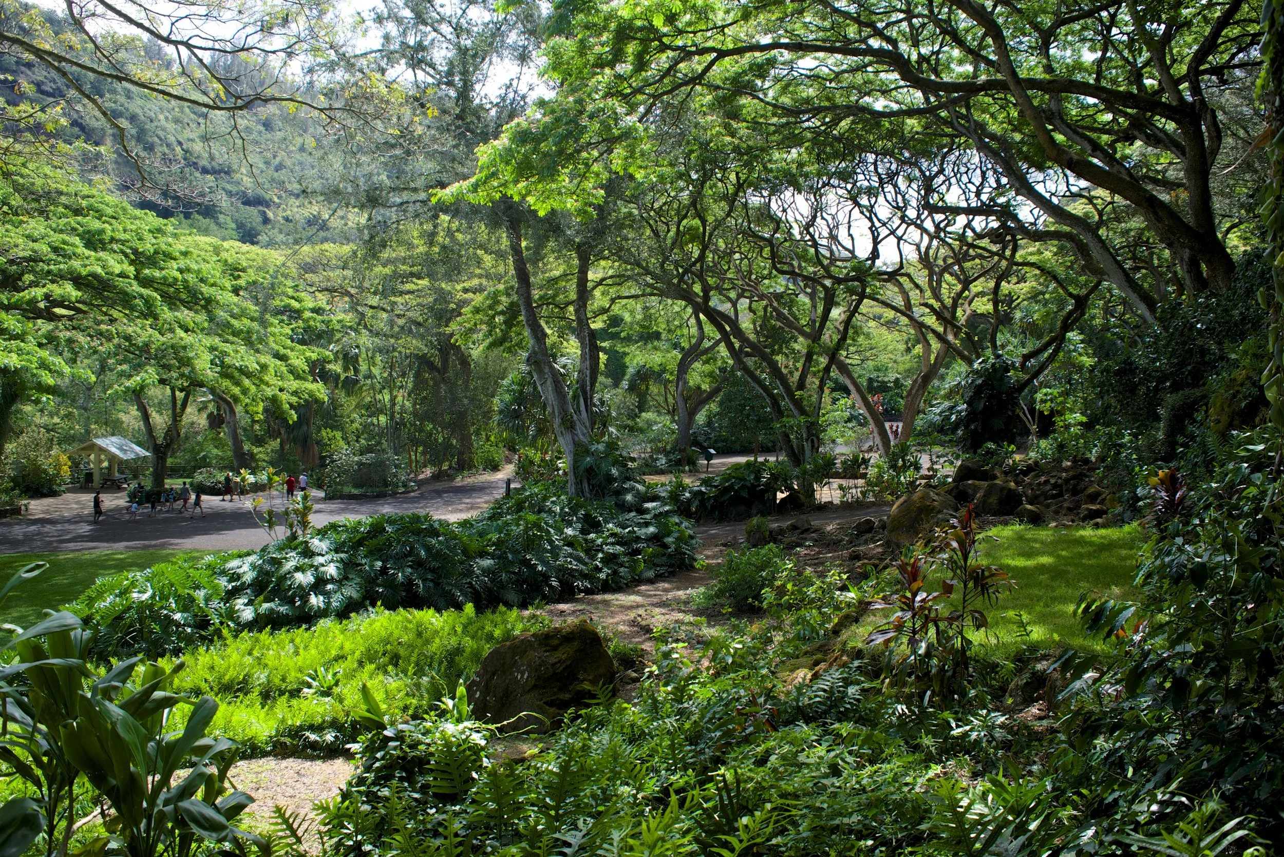 Scenic trail with a large garden surrounded by lush green tress, bushes and plants at Waimea Valley in North Shore Oahu, Hawaii.