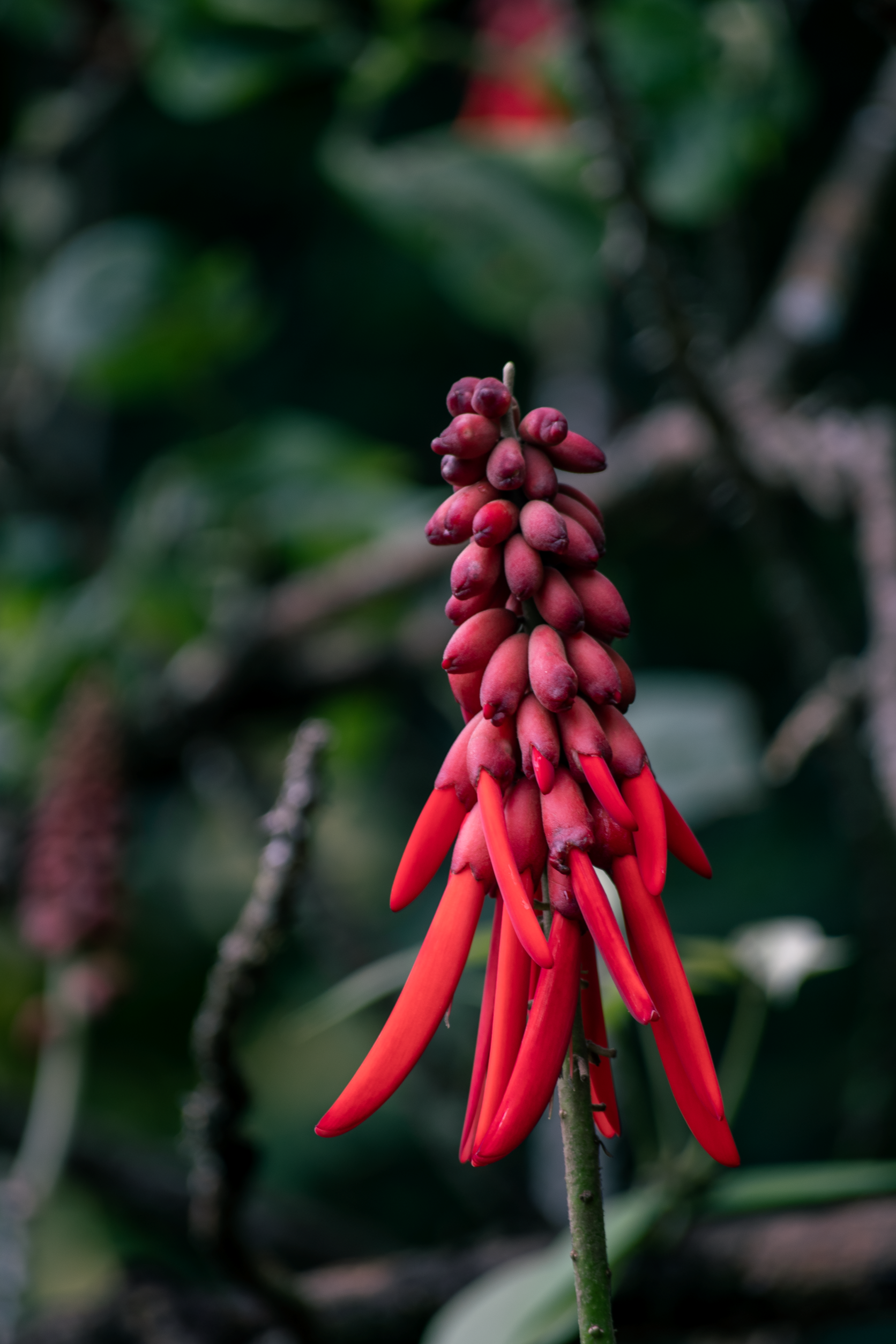 Erythrina hondurensis (6).png