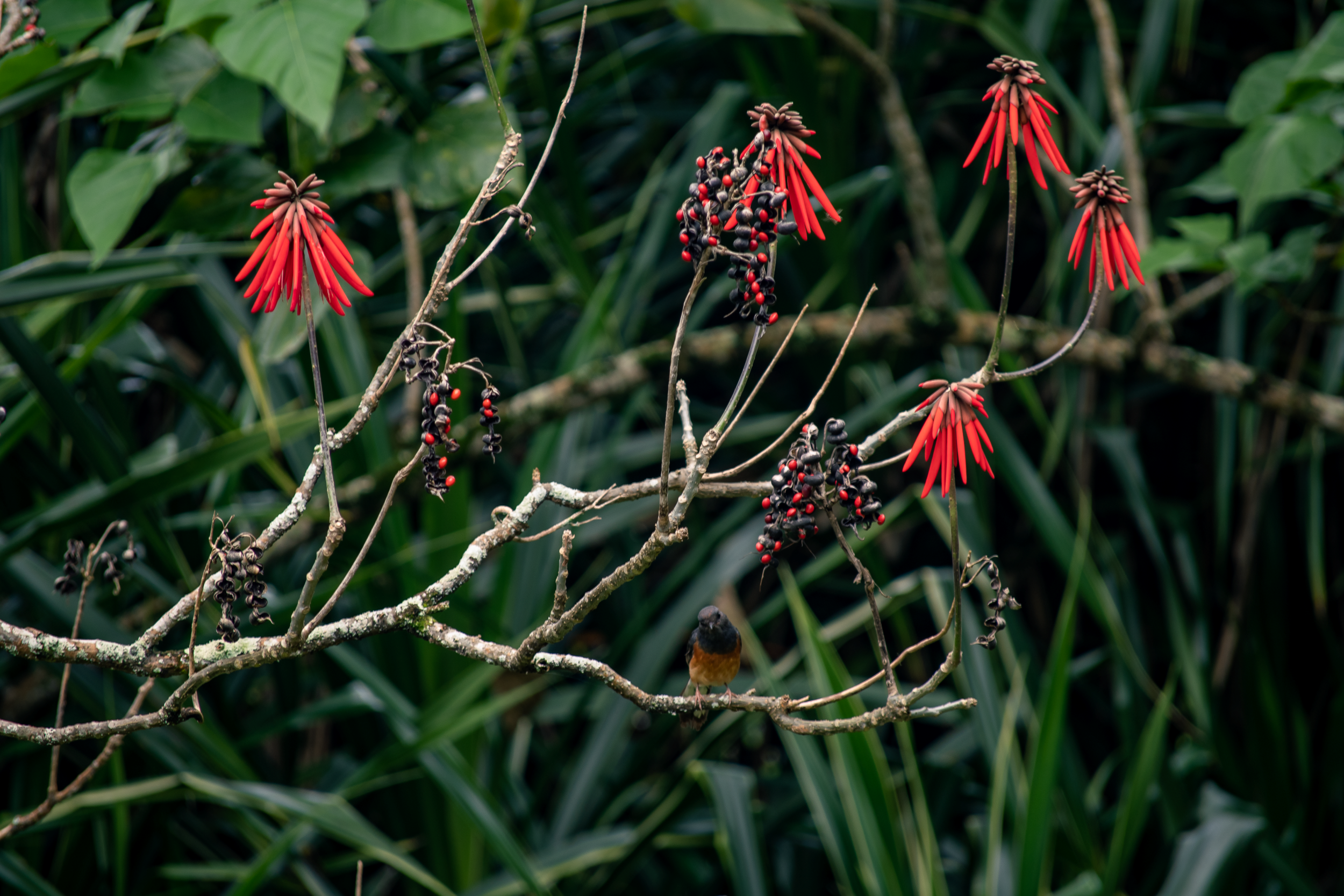 Erythrina folkersii new.png