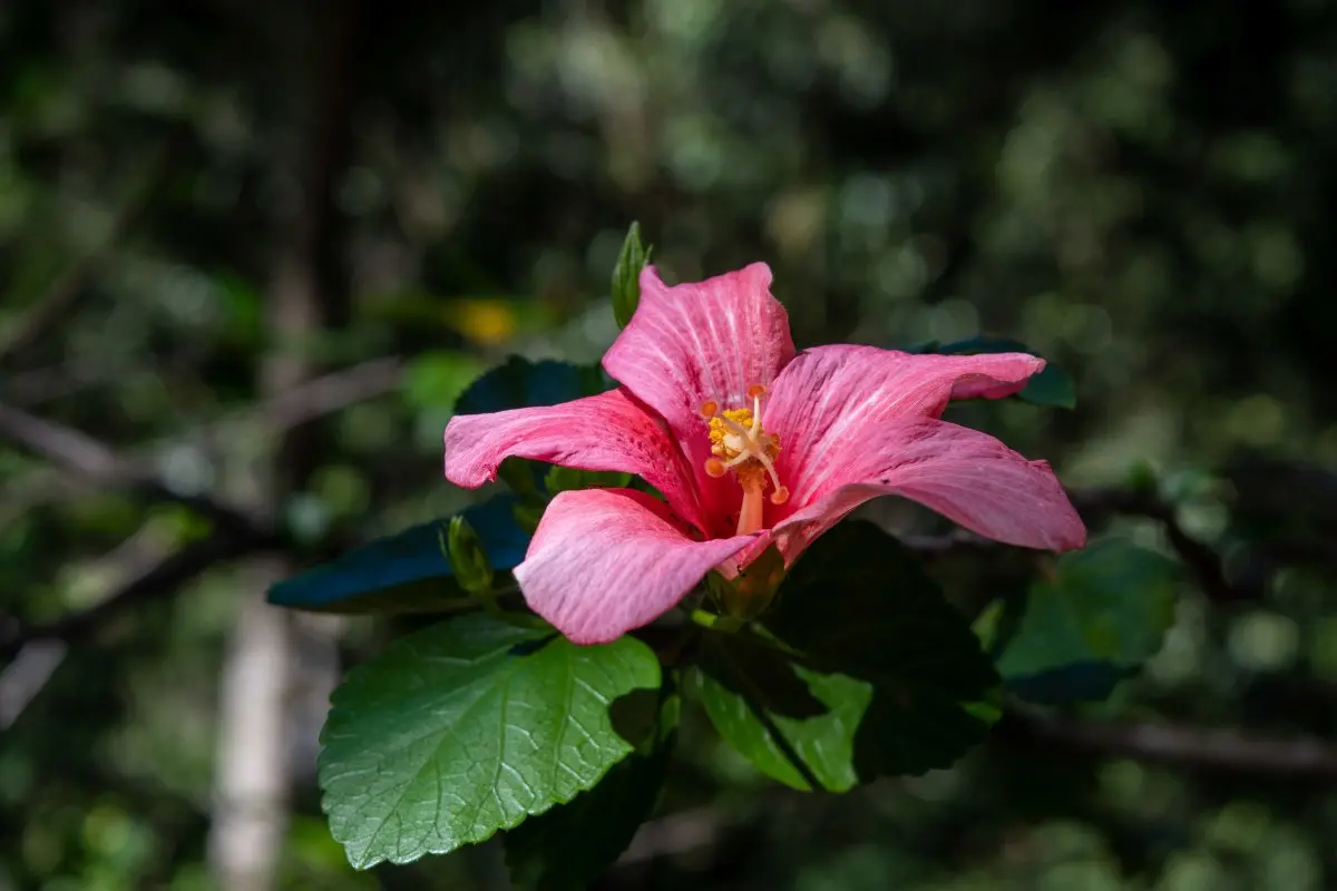 Hibiscus_fragilis_2.jpg