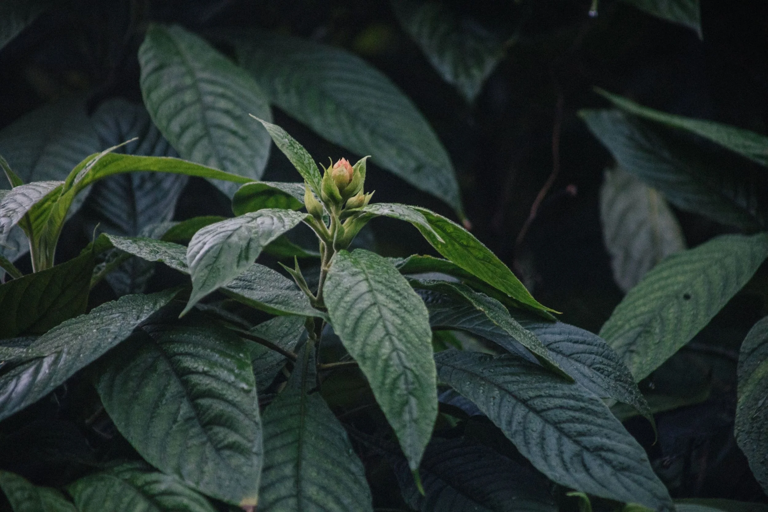 Aphelandra Sinclairiana 3.jpg