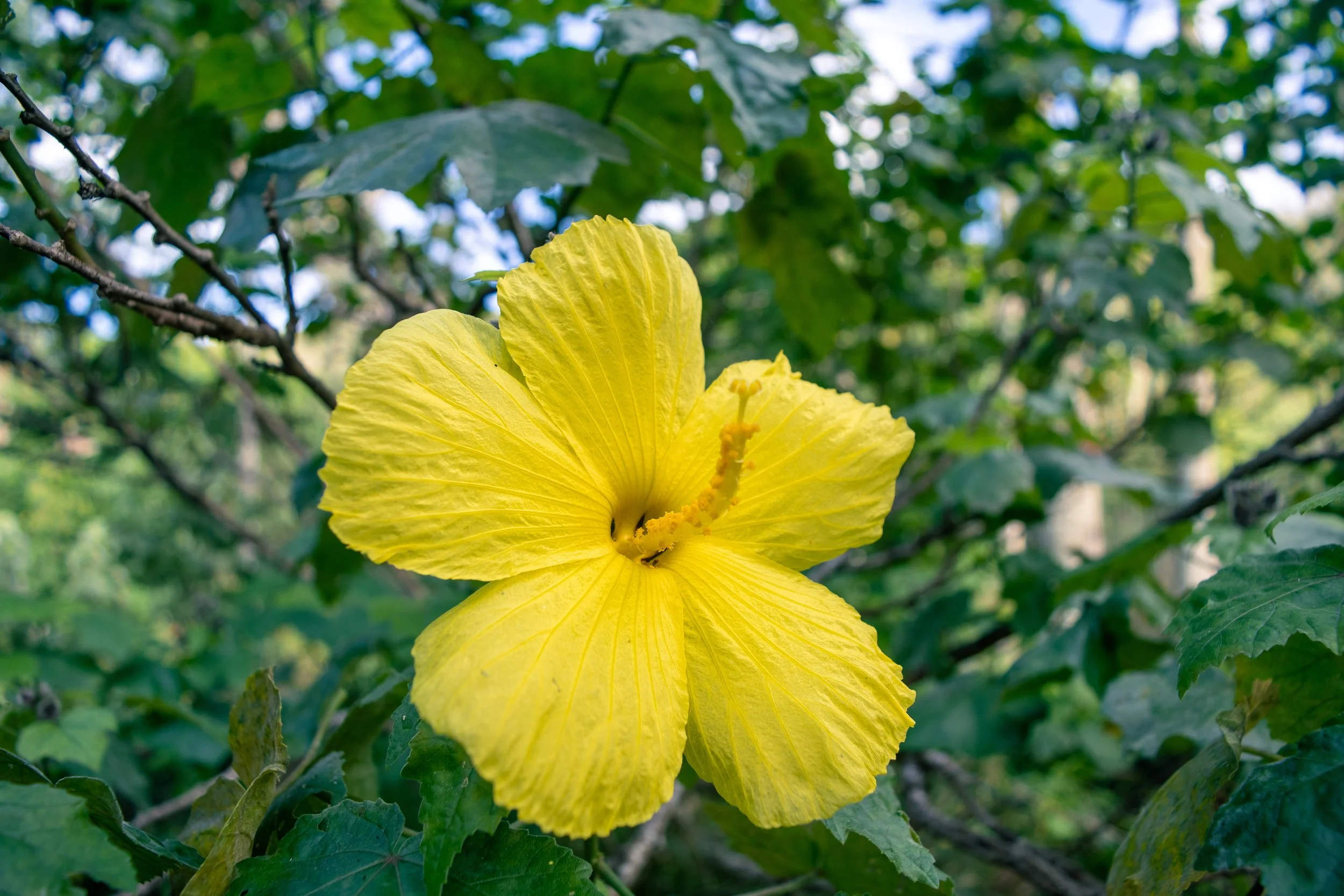 Hibiscus brackenridgei ssp. mokuleianus (3).jpg