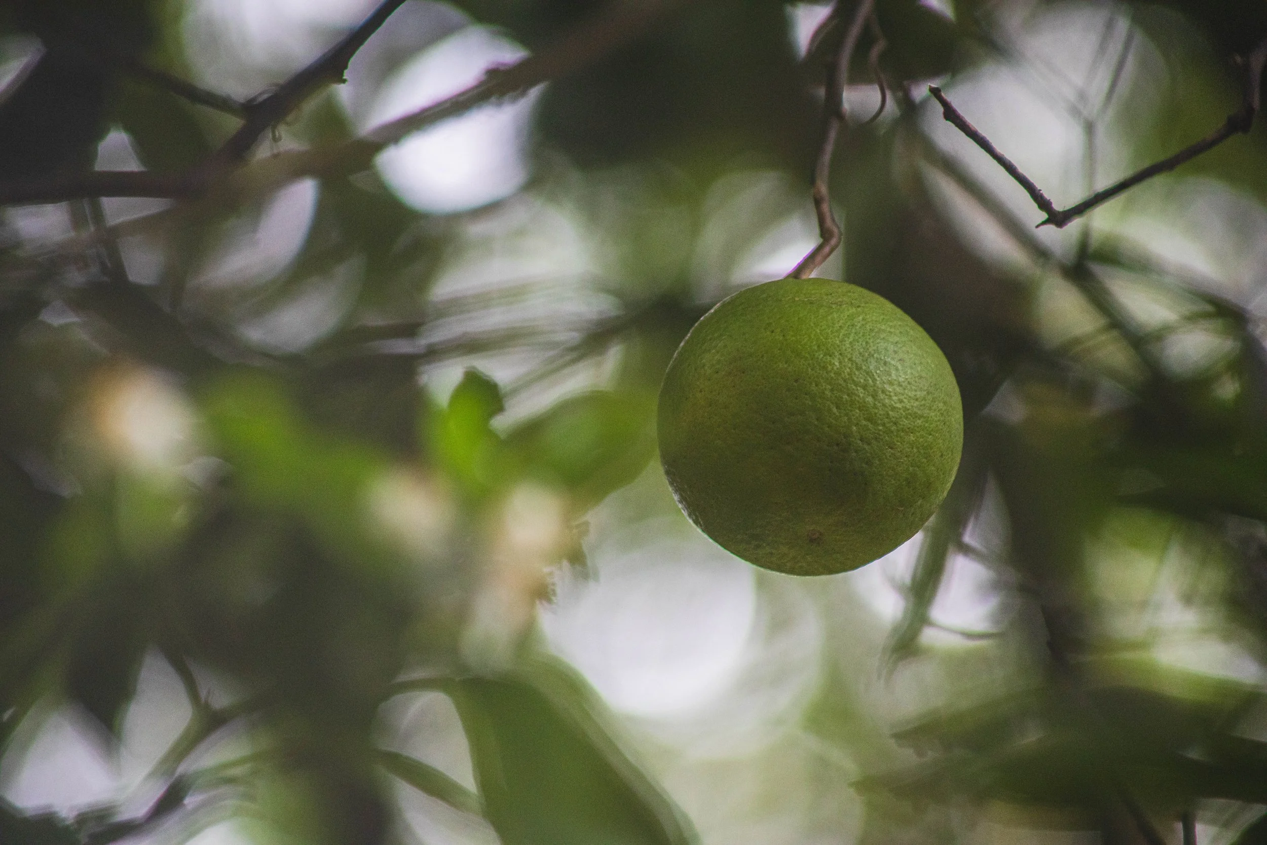 Citrus grandis 5.jpg