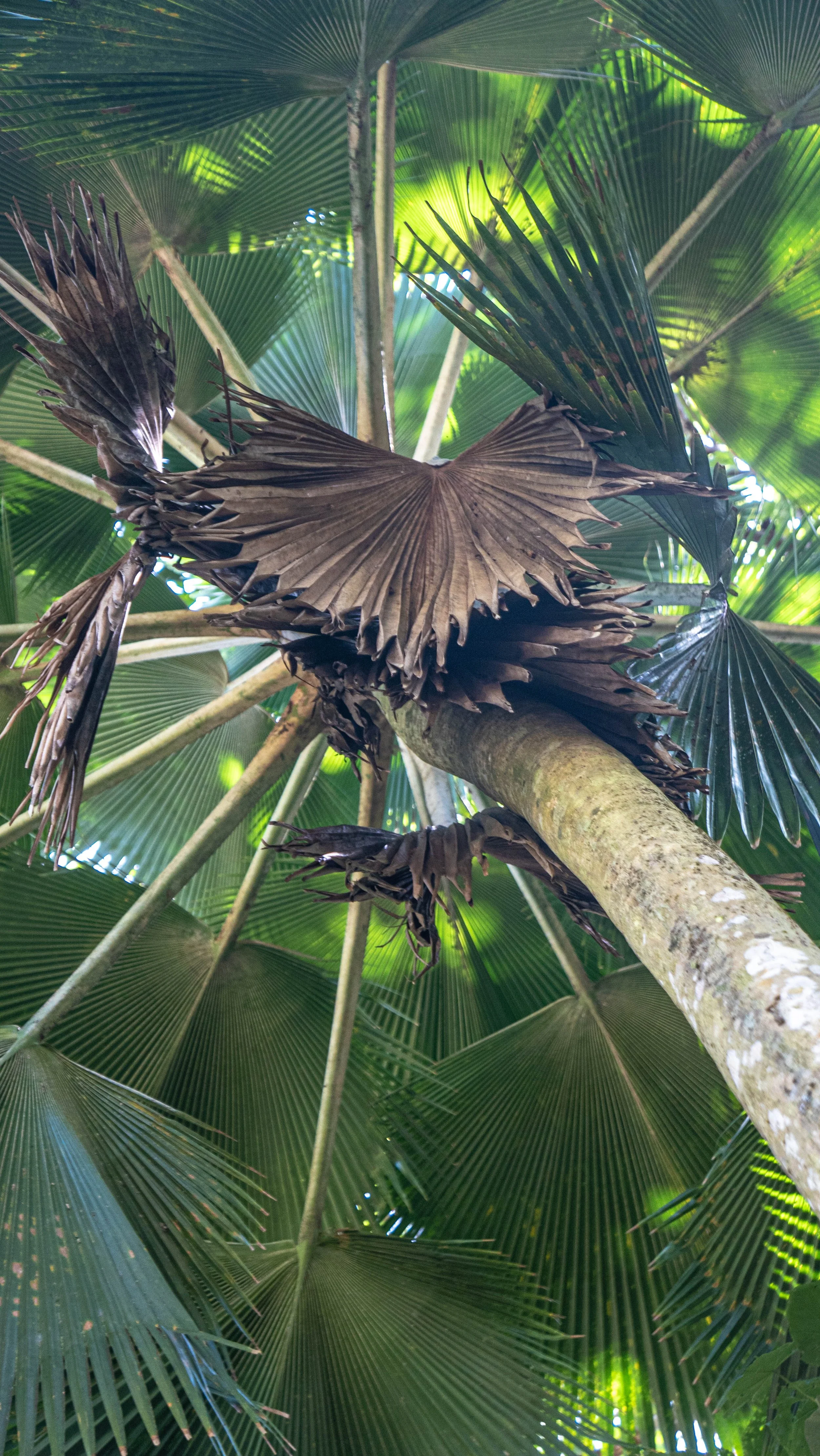 Vin. Fiji Palms Pritcharddia pacifica 5.jpg
