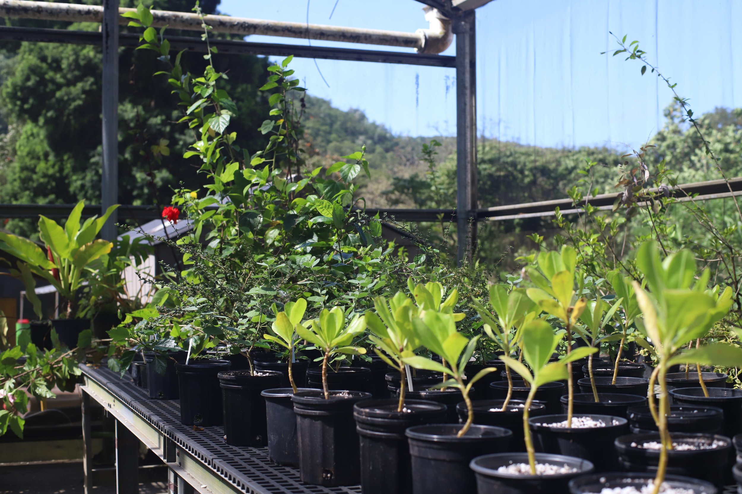 Rows of potted green plants on a metal shelf in an outdoor greenhouse with a blue sky and trees in the background.