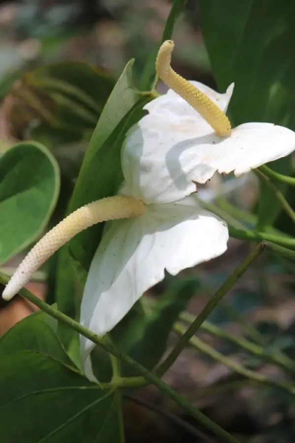 white_Anthurium.jpg