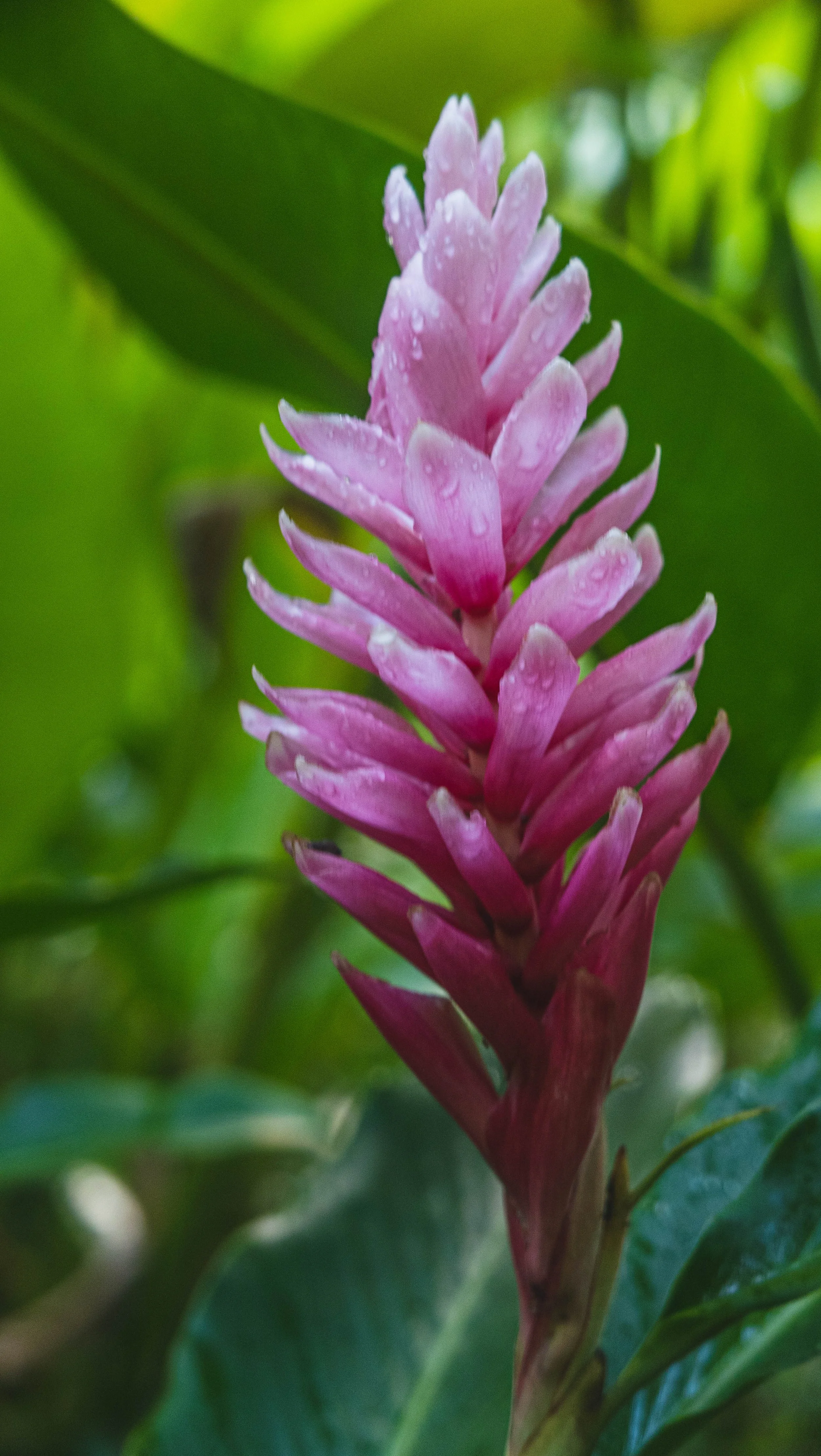 Alpinia purpurata 2.jpg