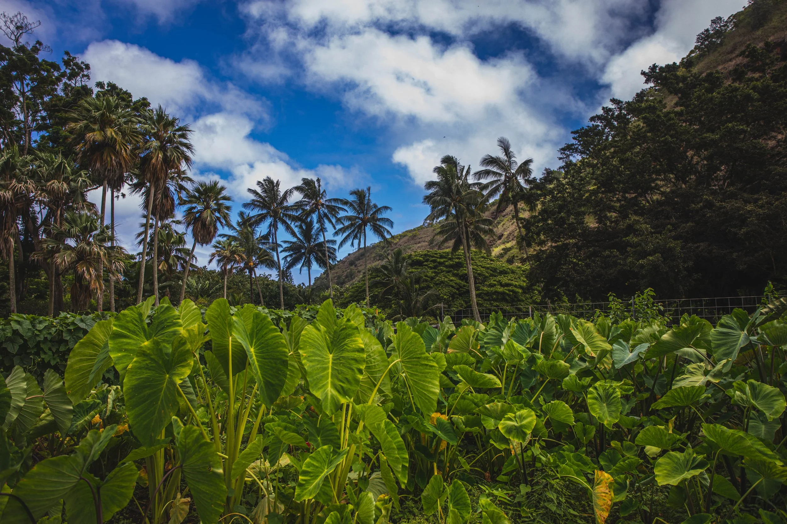 About — Waimea Valley