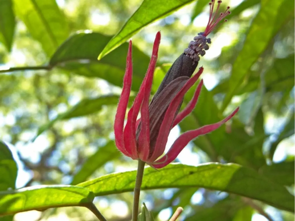 PAVONIA_MULTIFLORA.jpg