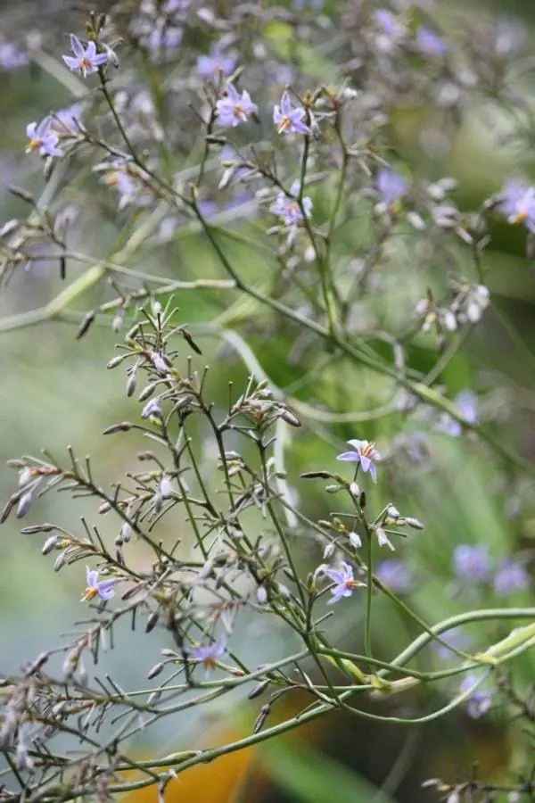 Dianella.jpg