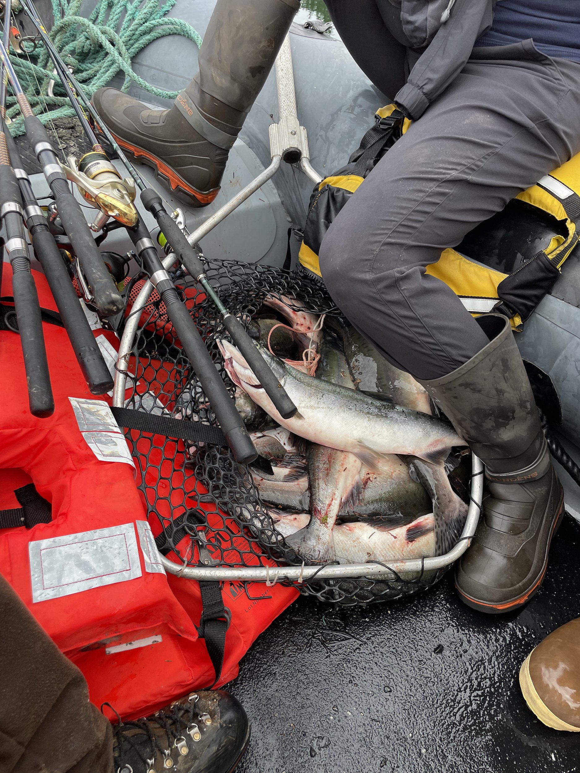 Freshwater salmon fishing