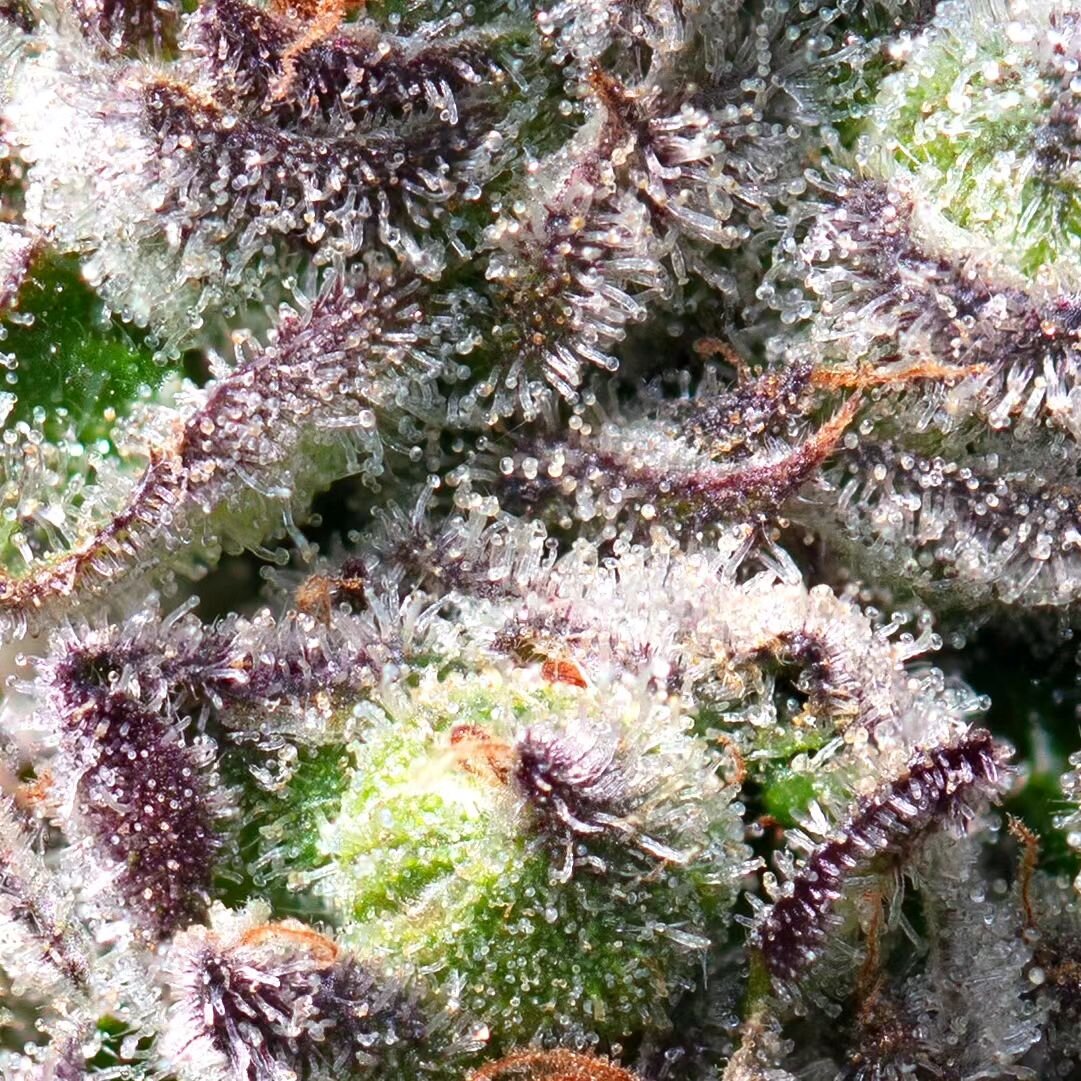 We are still here BTW..despite rumors being spread... so..Macro shot for this beautiful day!  So stoked on the clarity and detail I have been able to get with my wife's camera and macro lense.  This is right before harvest on the grape gas x garlic b