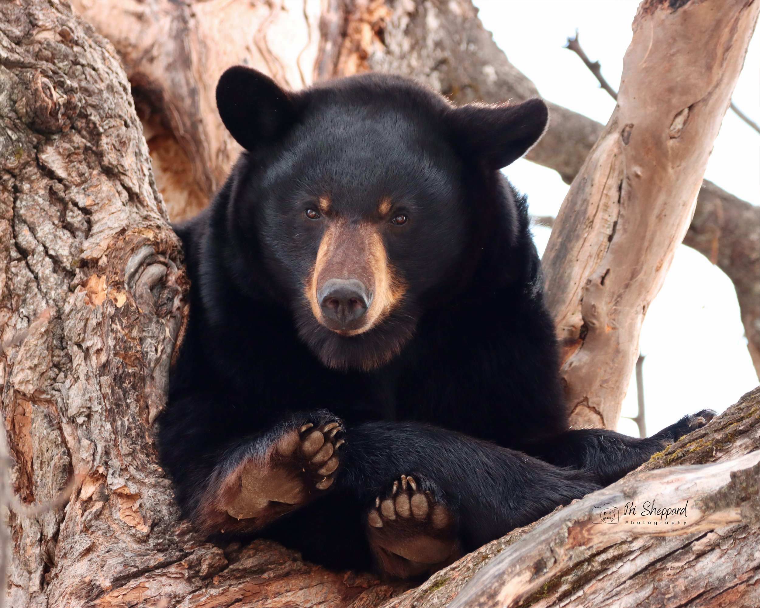 Bear Paw l