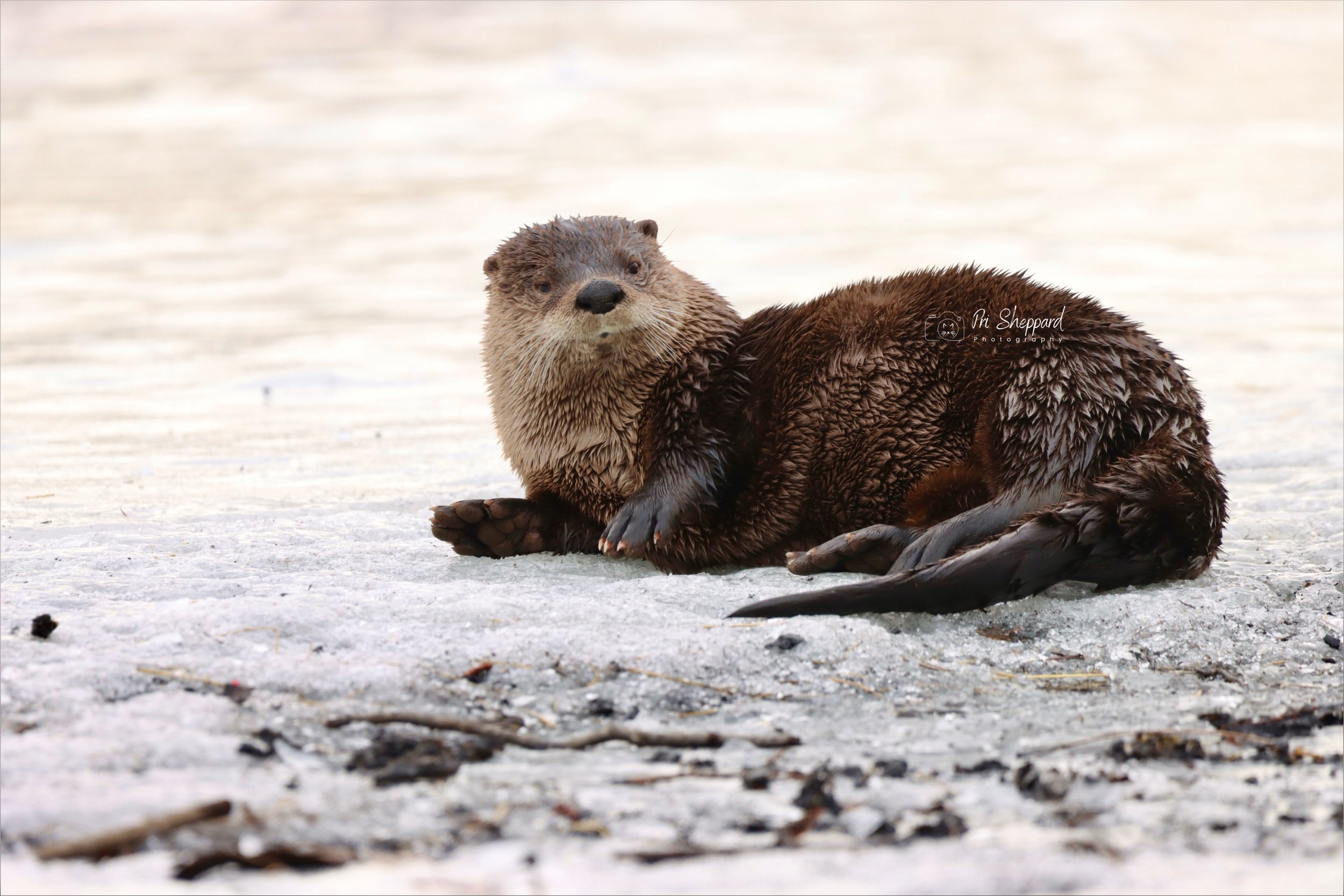 River Otter l