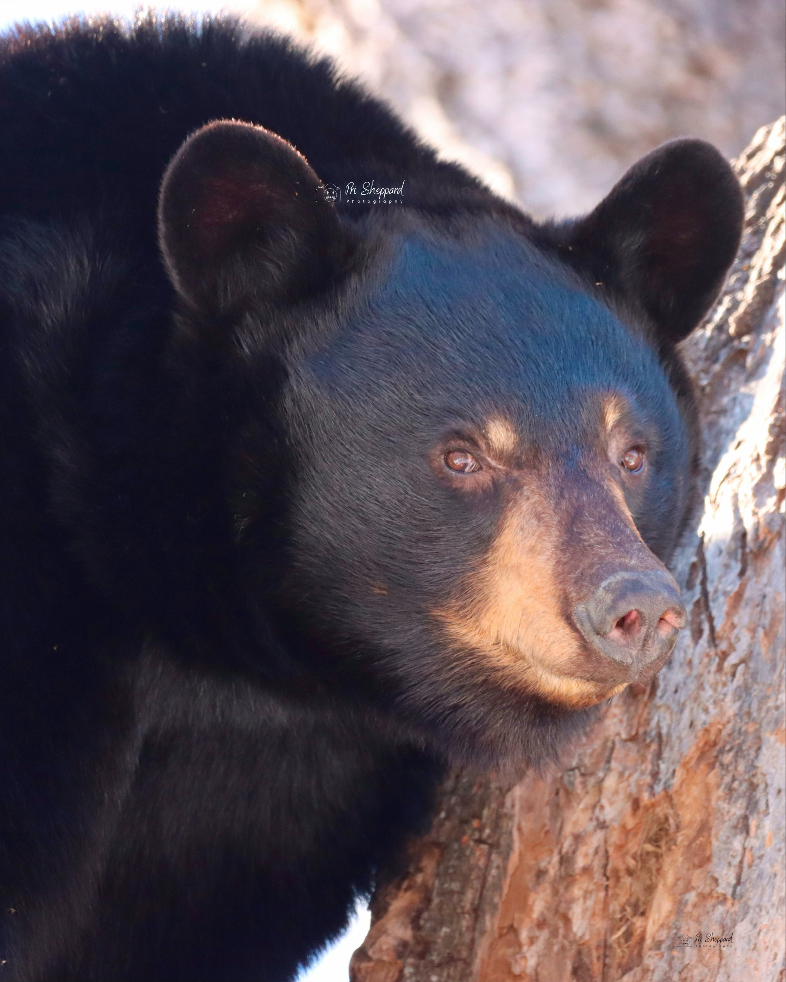 Bear Tree ll