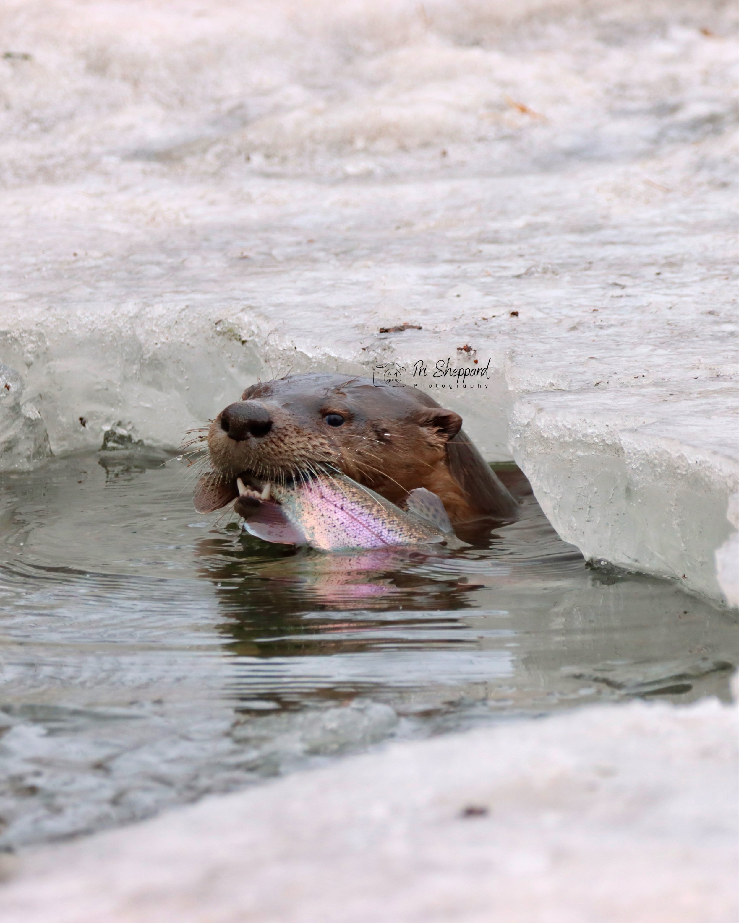 River Otter Fishing