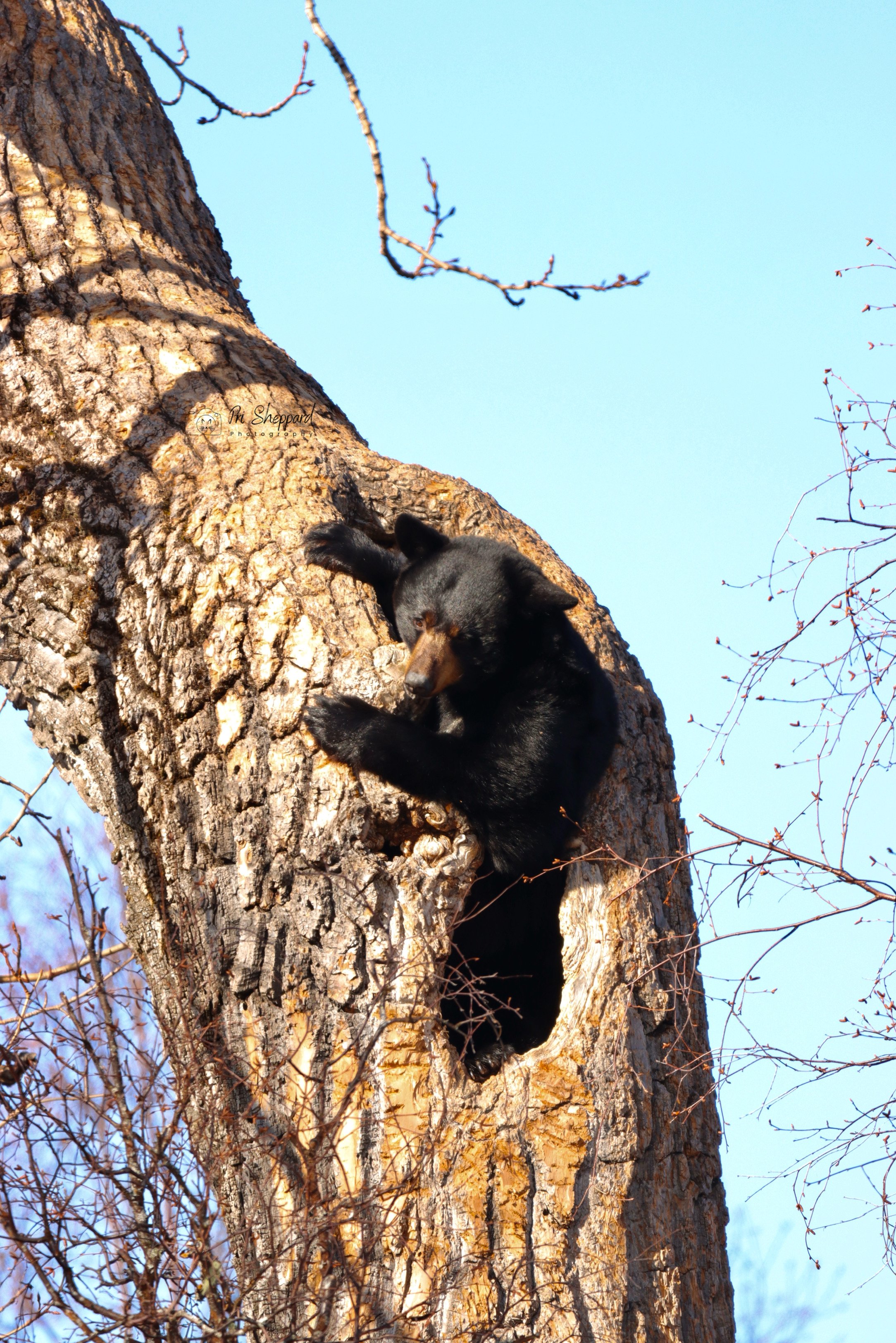 Bear Tree lll