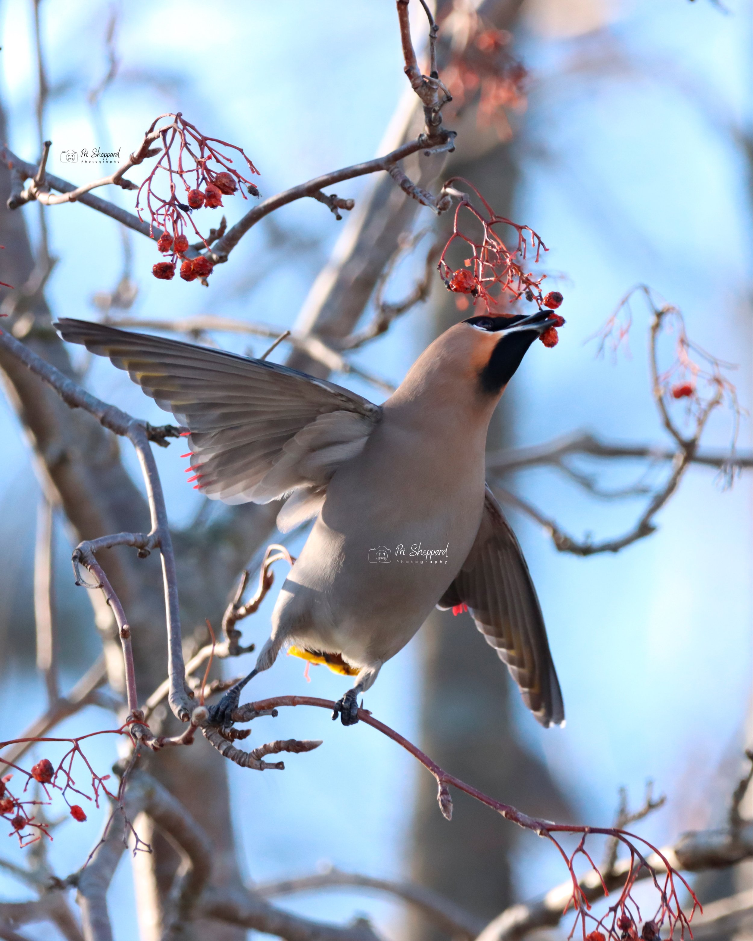 Bohemian Waxwing ll
