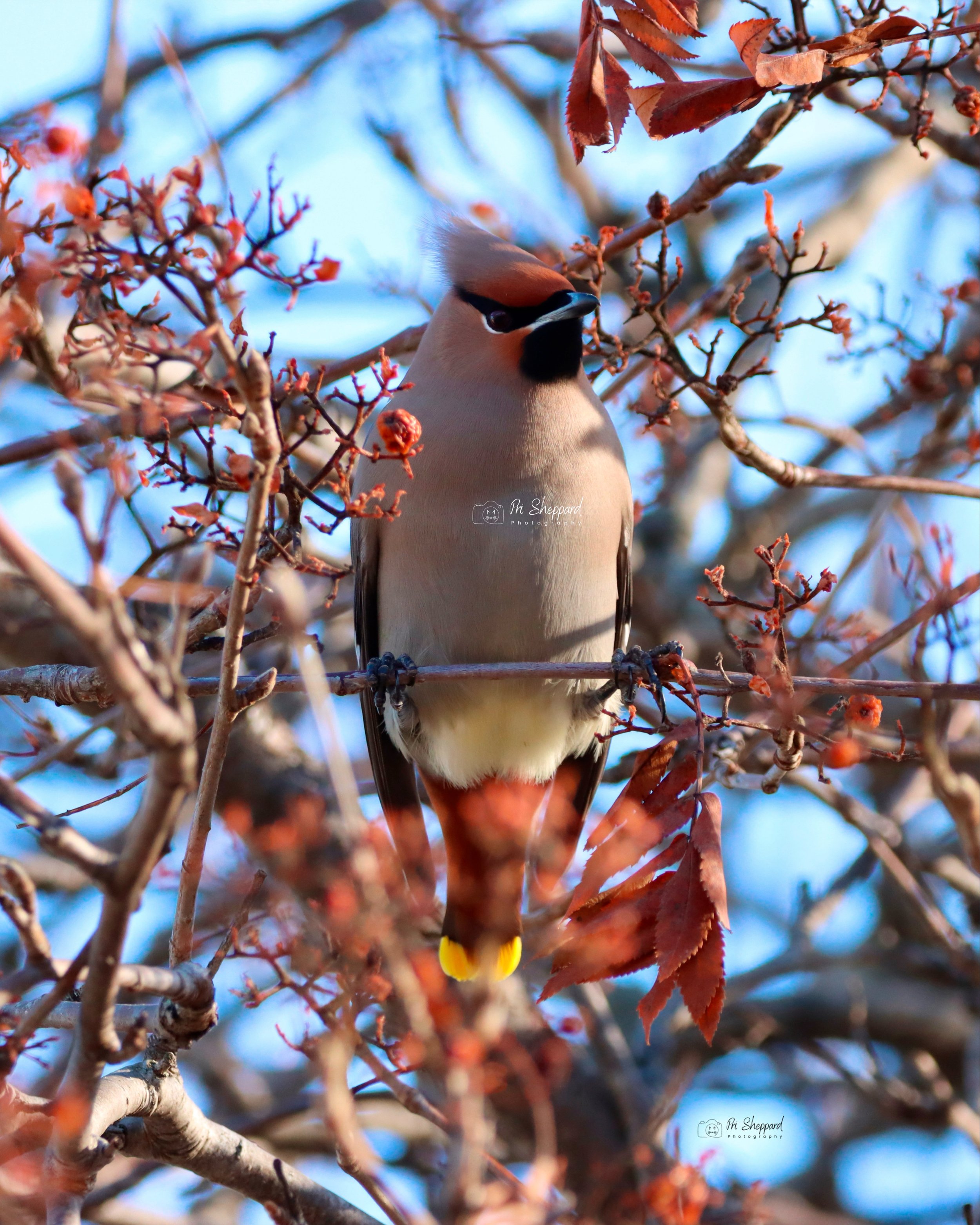 Bohemian Waxwing l