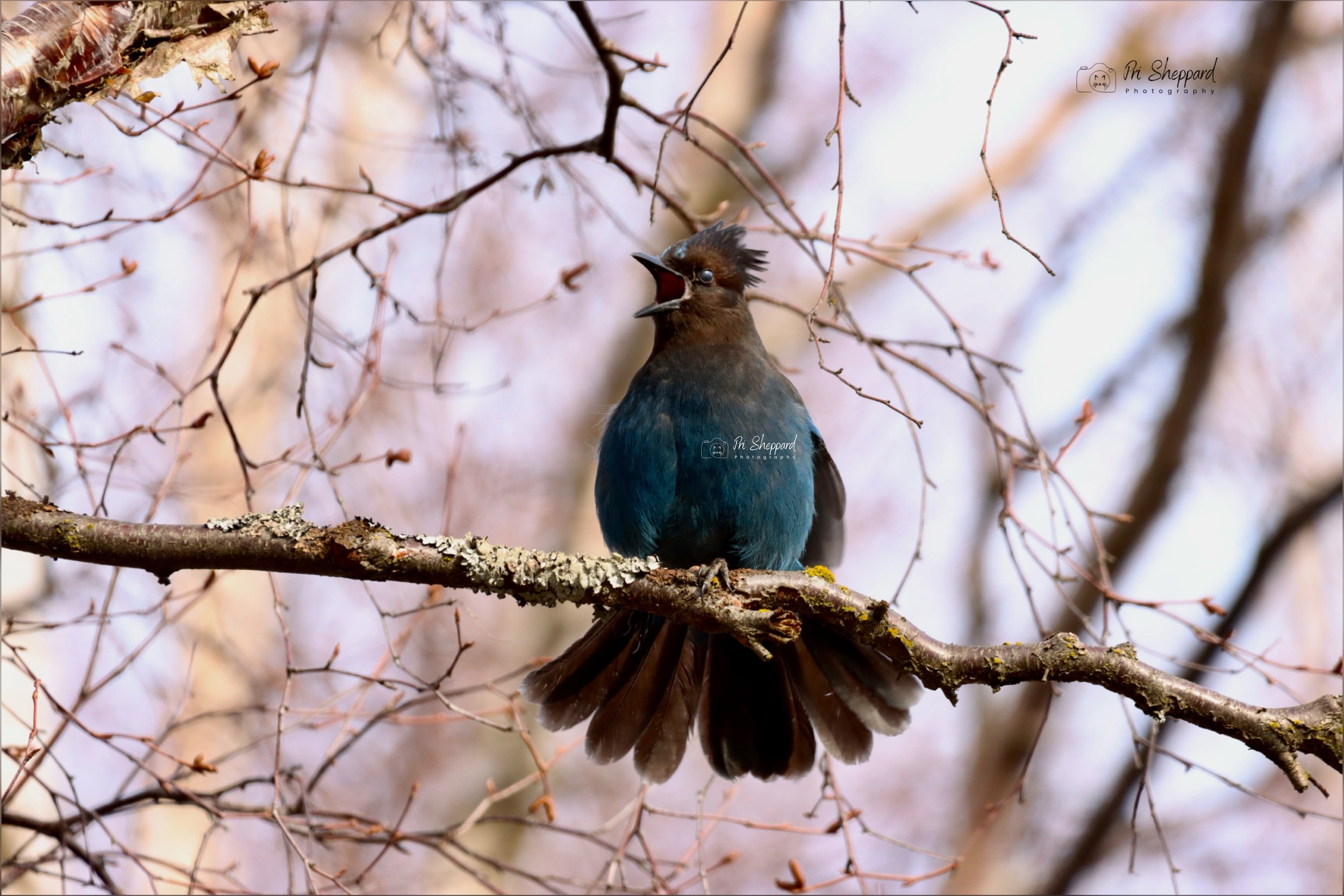Steller's jay
