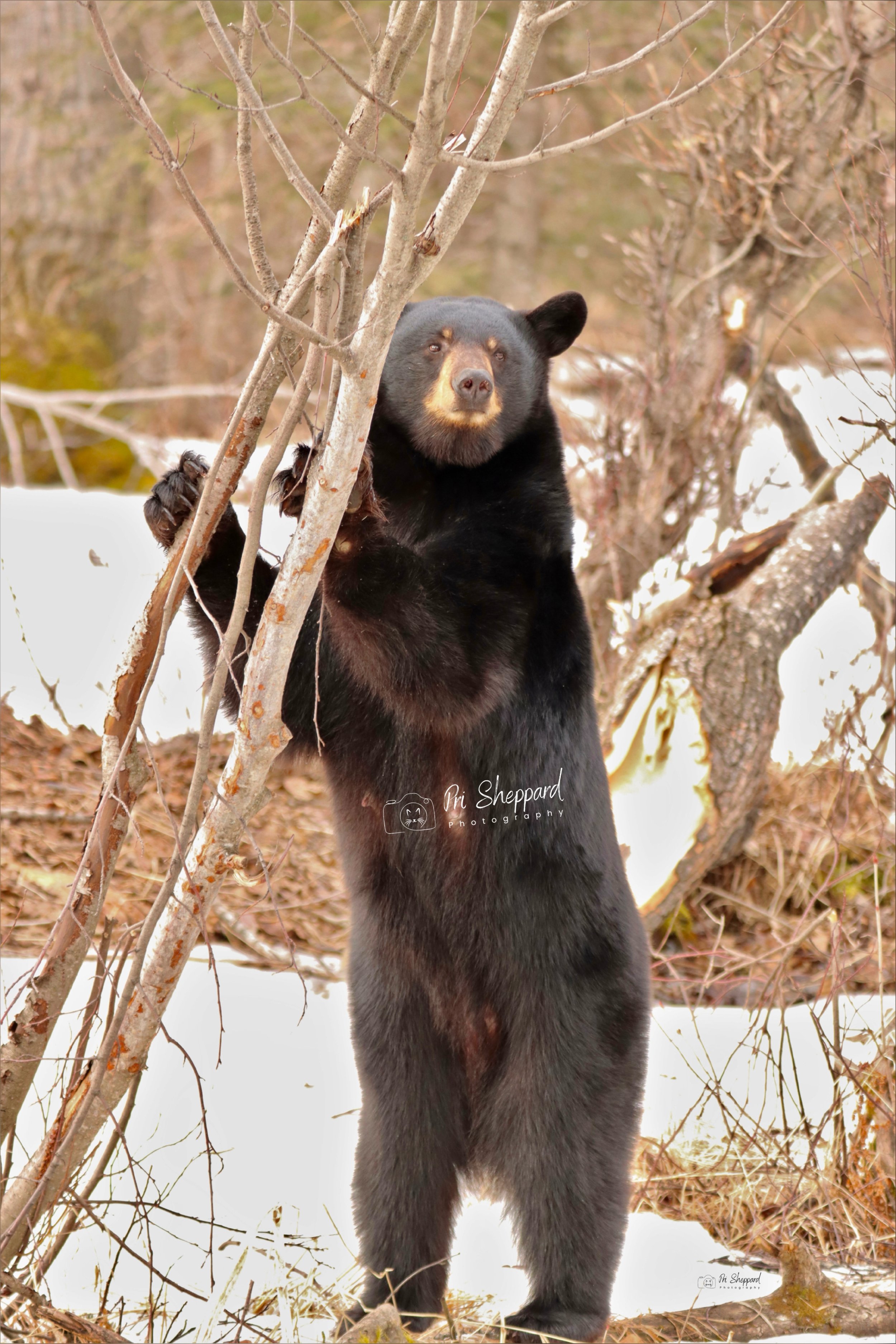 Bear Tree IV