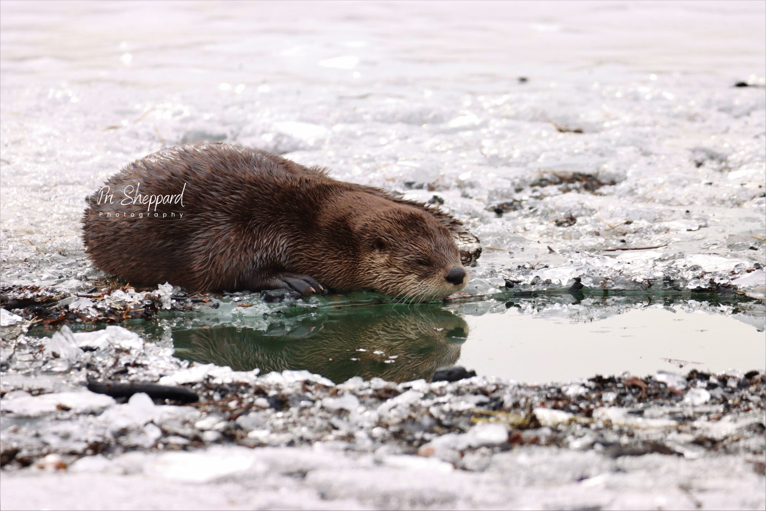River Otter Taking a Nap