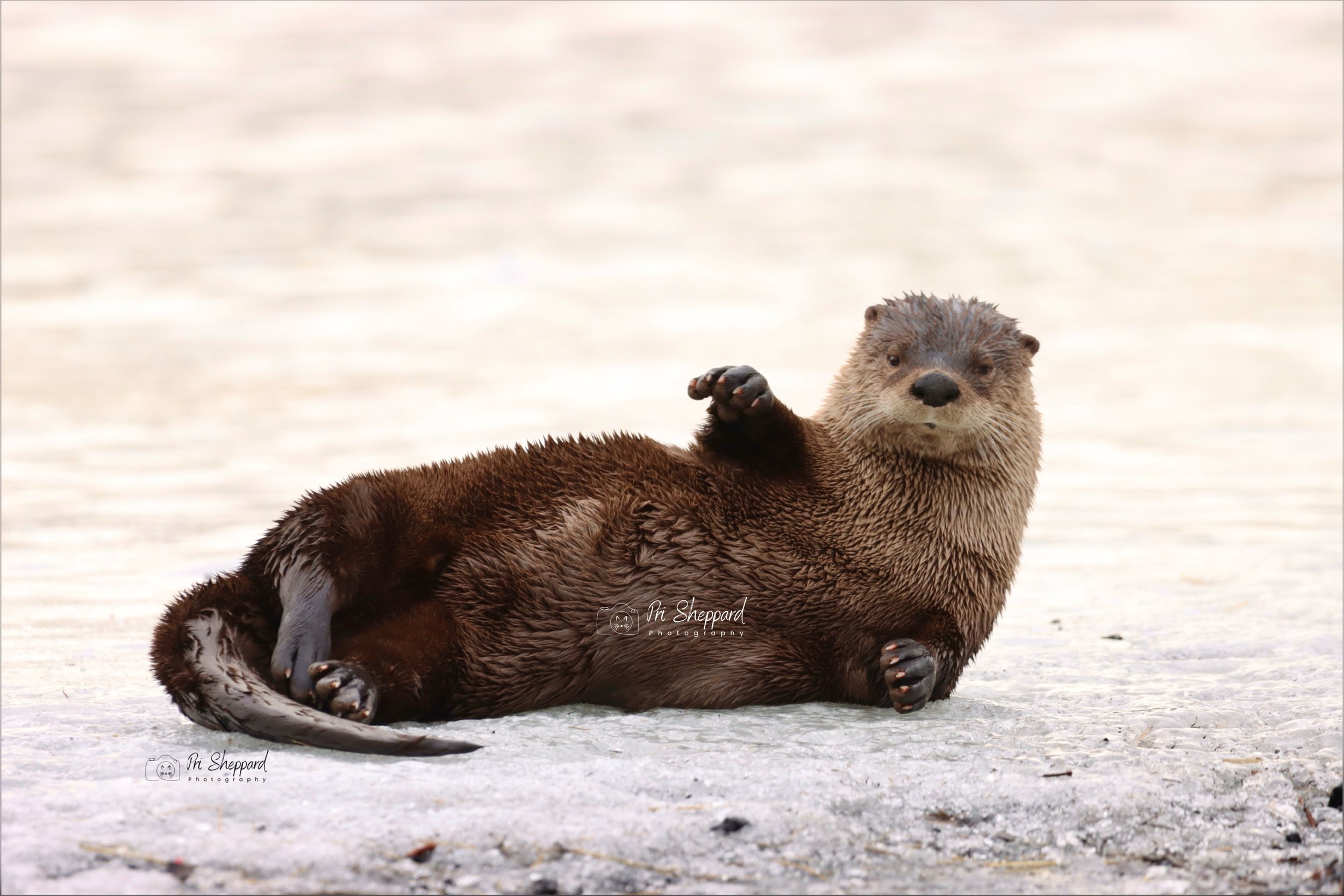 Adorable River Otter