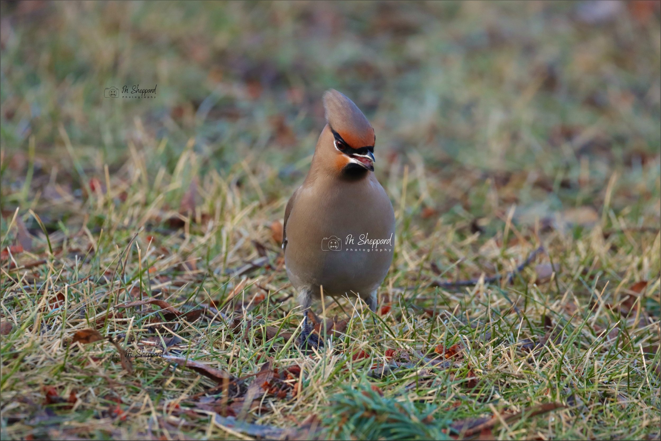 Bohemian Waxwing lll
