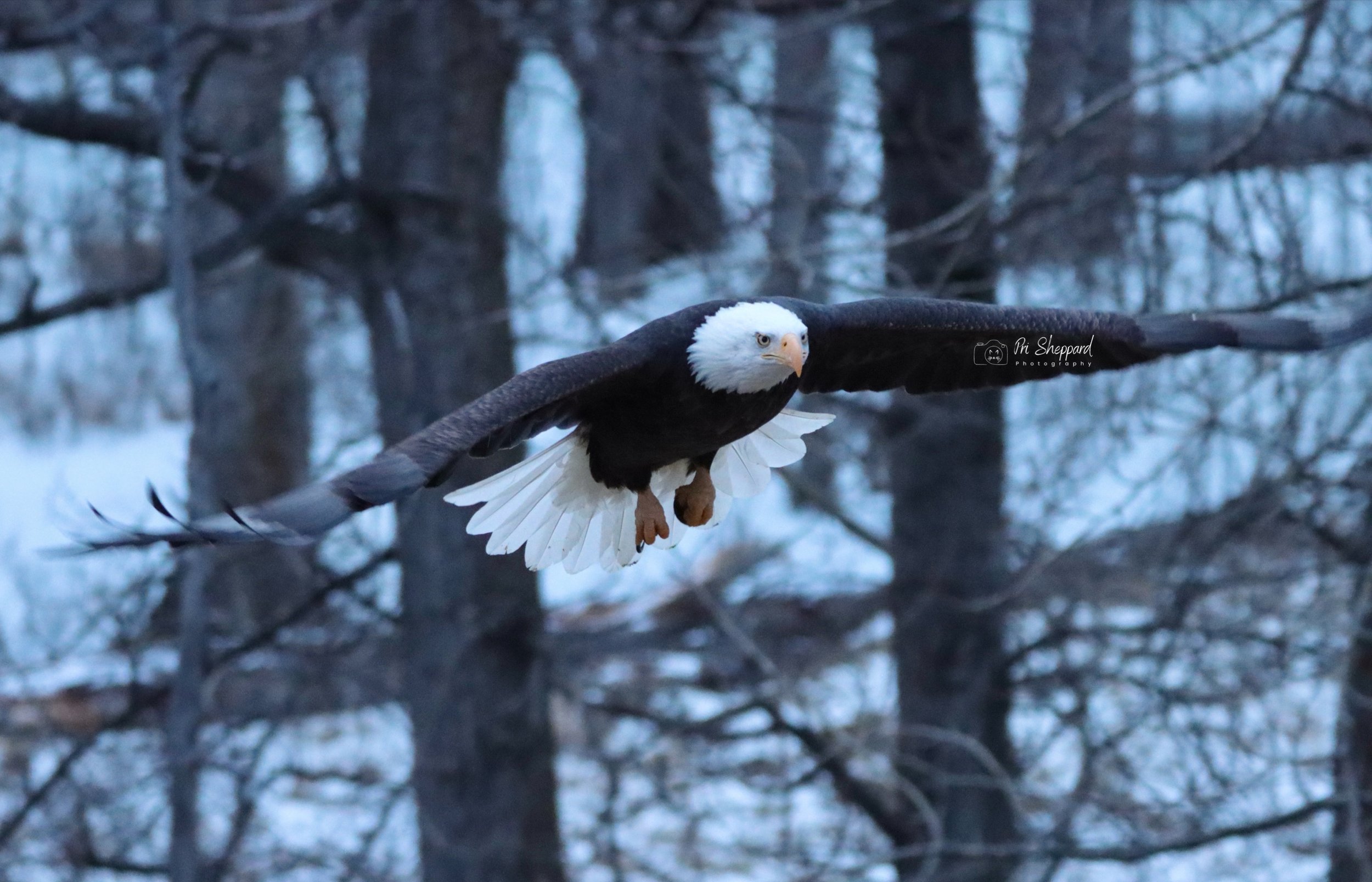 Bald Eagle