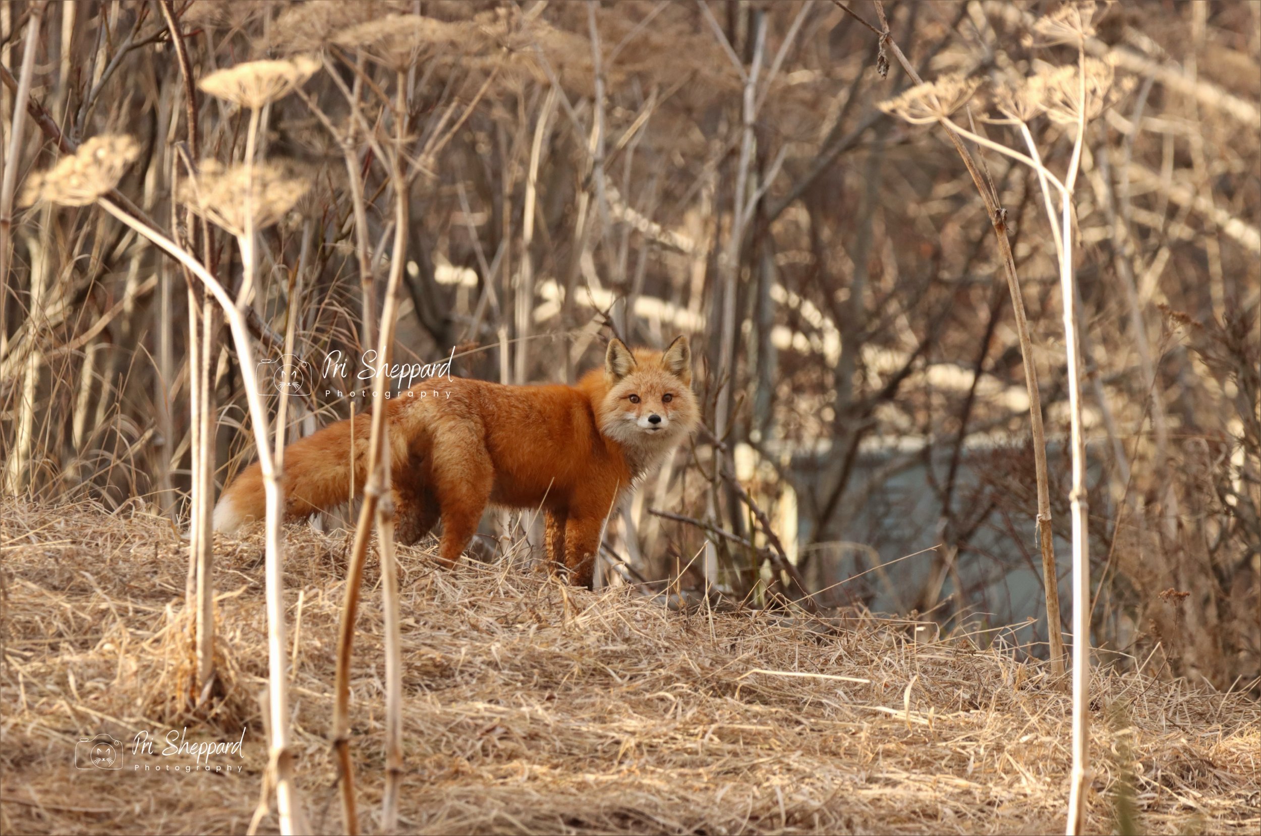 Portrait of a Red Fox