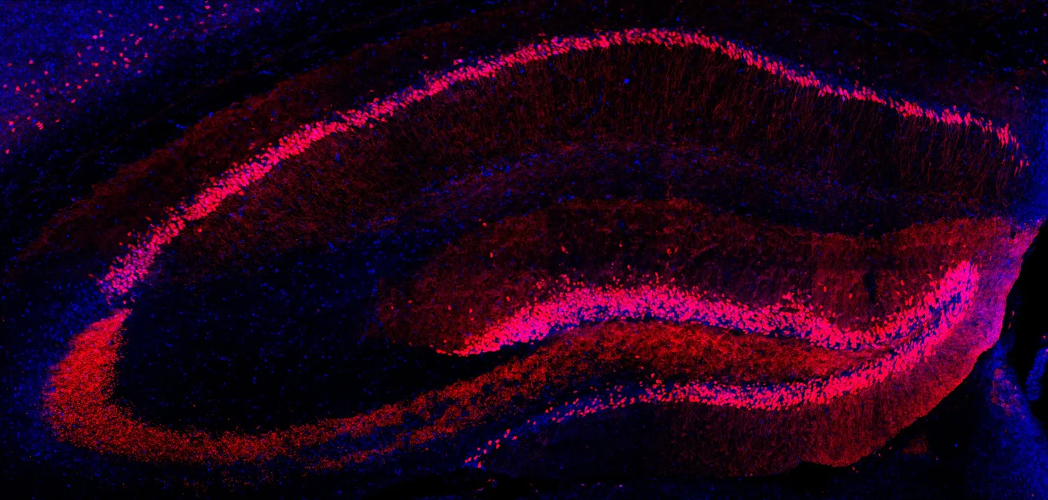 Memory And Cognition Lab