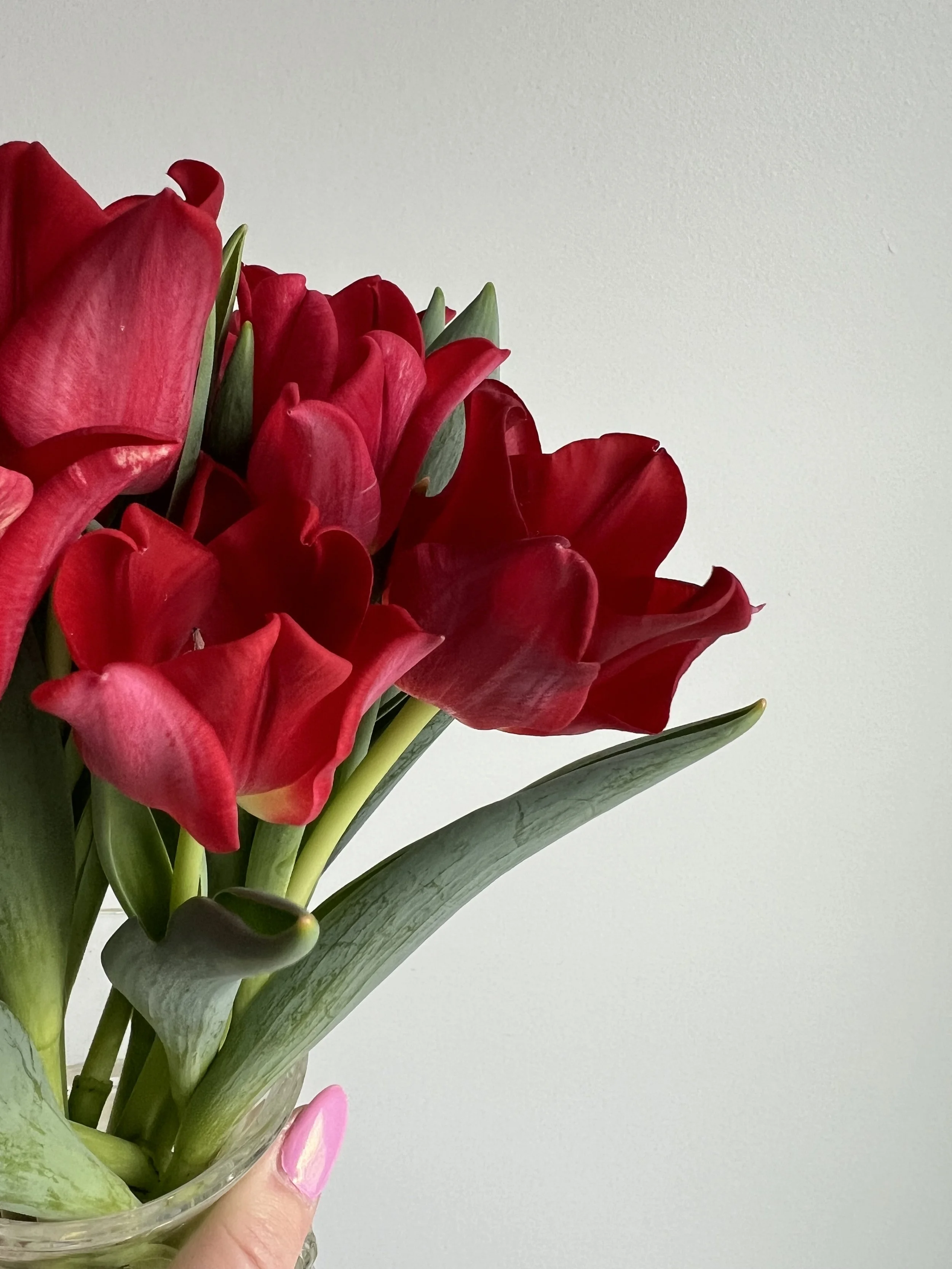 Tulip_Red Dress.jpeg