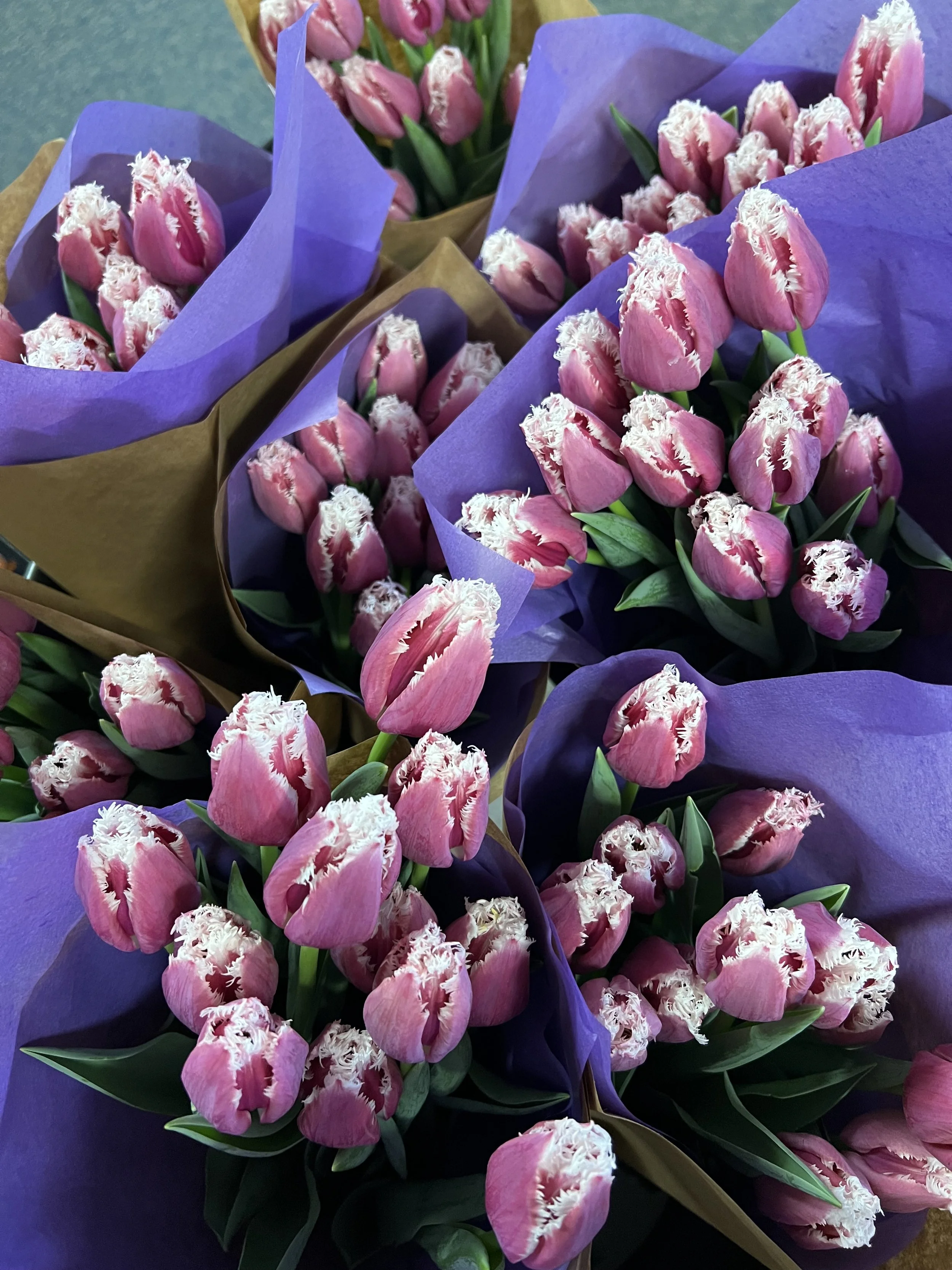 San Stefano tulip.jpeg