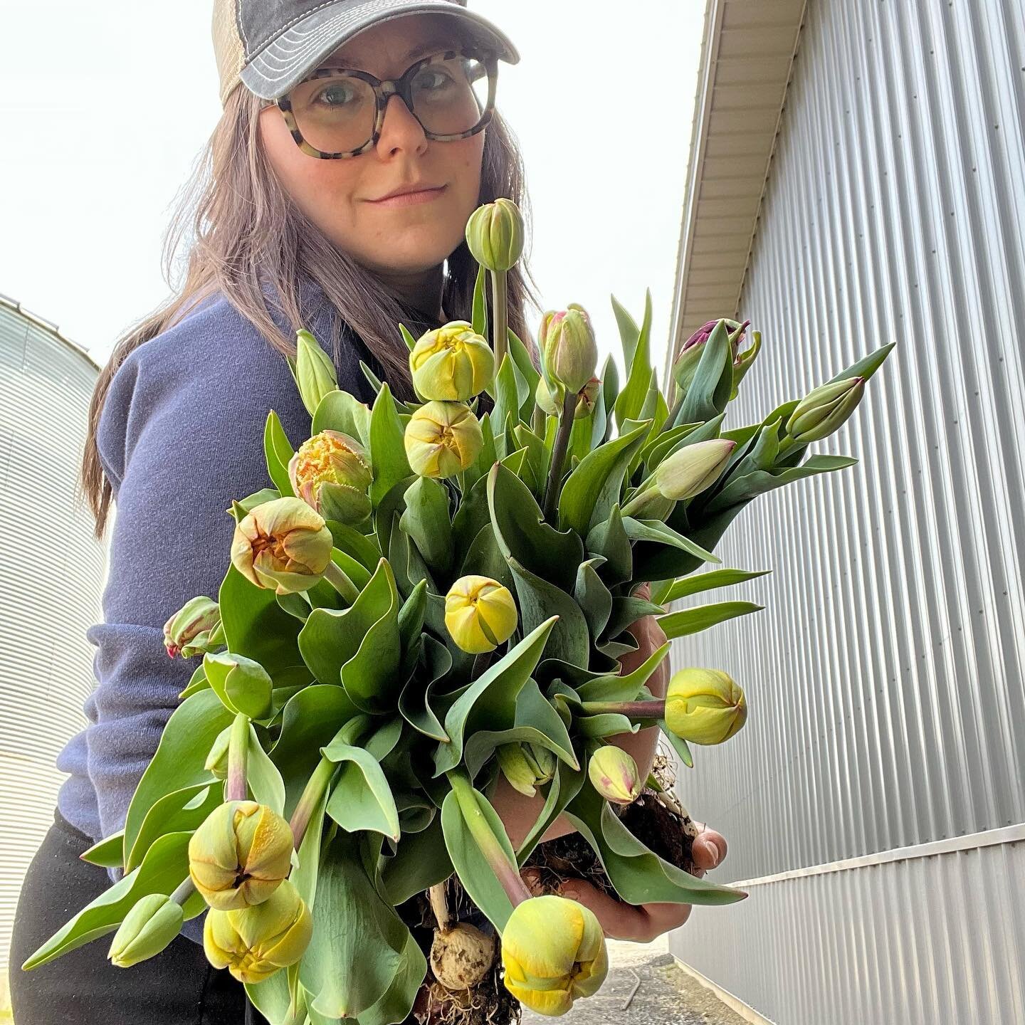 We will have loads of flowers for you this weekend! 🌷 

I am fortunate to be harvesting armfuls of tulips right now, just in time for Mother&rsquo;s Day. Last year I didn&rsquo;t have a single sellable stem for the holiday, and it&rsquo;s a good rem