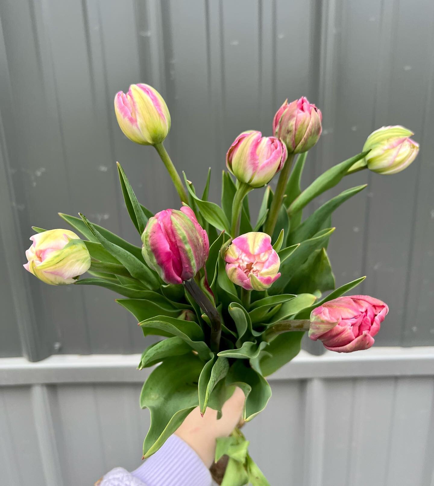 Harvested the final tulips of the year last night, just in time for our Mother&rsquo;s Day market on Saturday! Having these blooms on hand right before a huge flower holiday makes me feel like I&rsquo;ve qualified for the flower Olympics or something