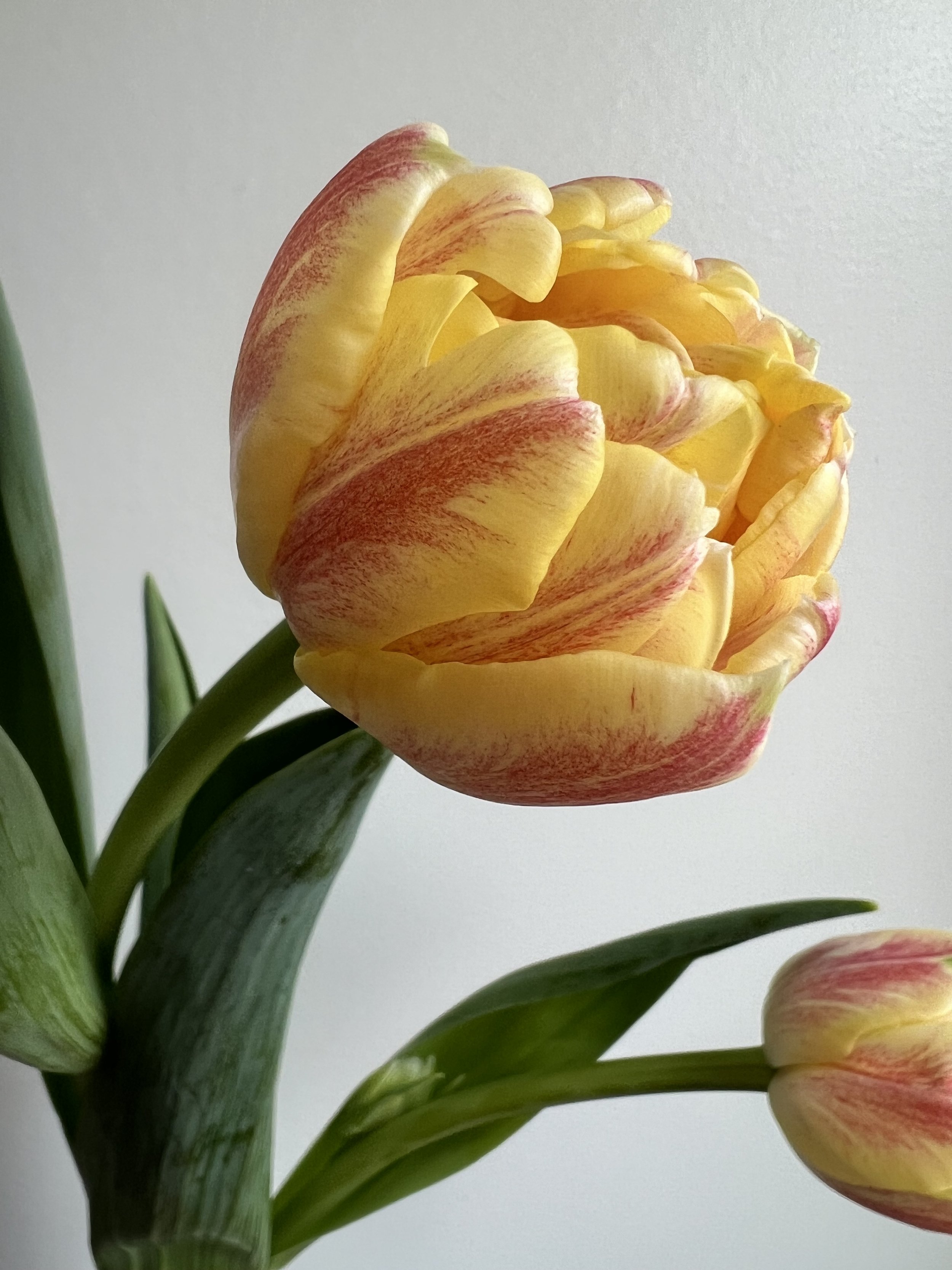 Tulip_Sprinkle Dip.jpeg