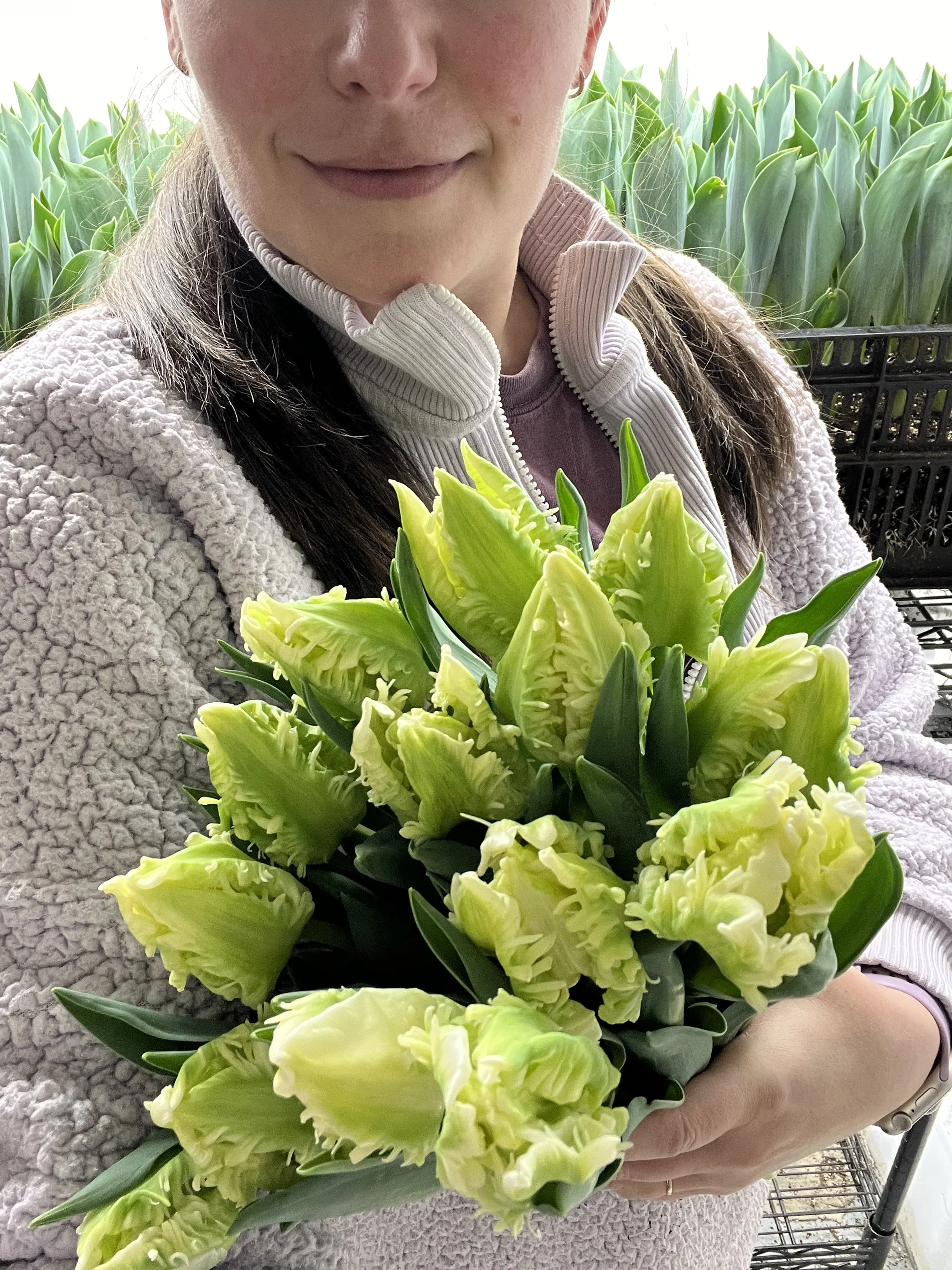 Tulip_Agrass Parrot.jpeg