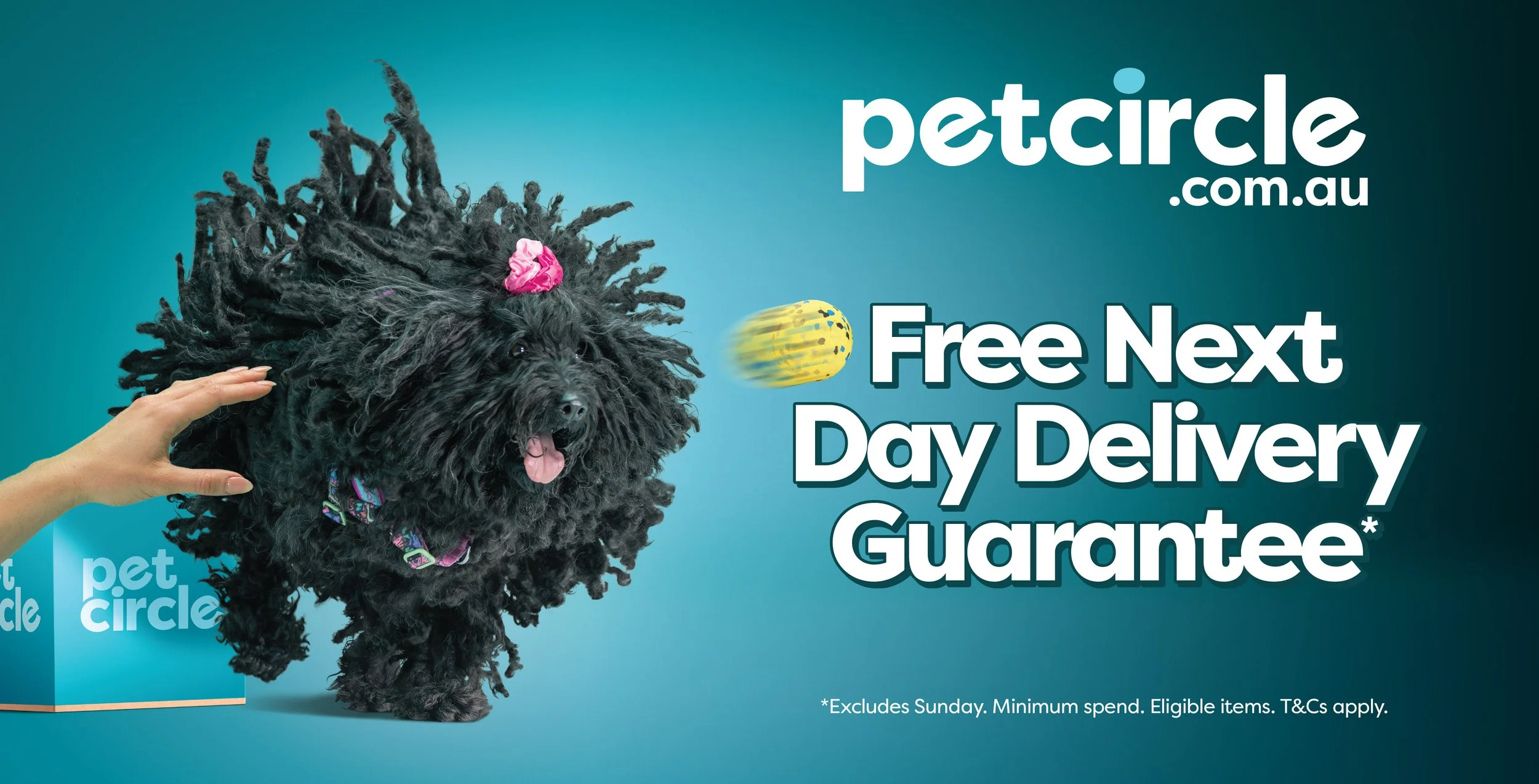 Pet circle bus campaign 2026 photographer nick gascoine sydney australia commercial photographer 001.jpg