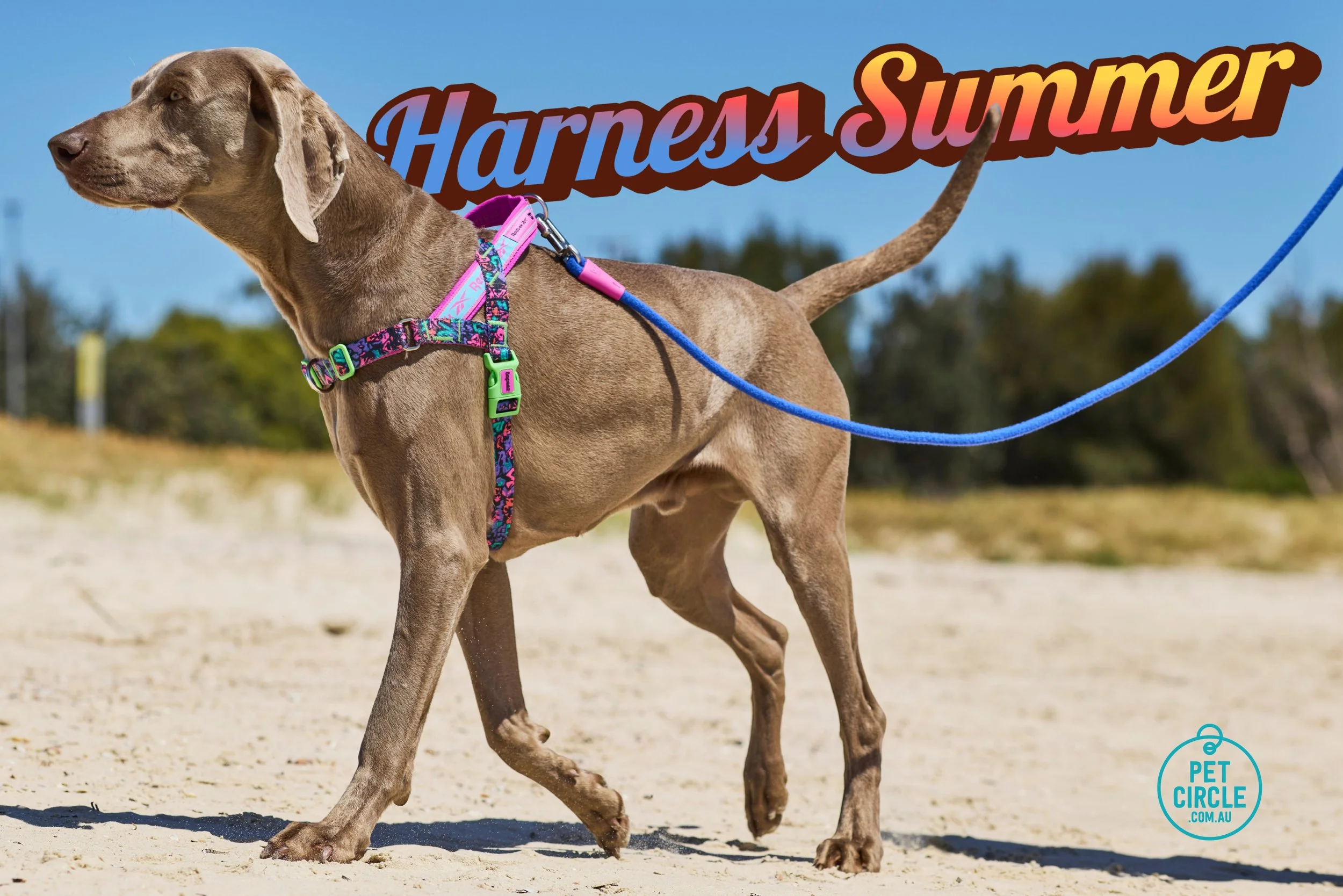 Harness summer.jpg