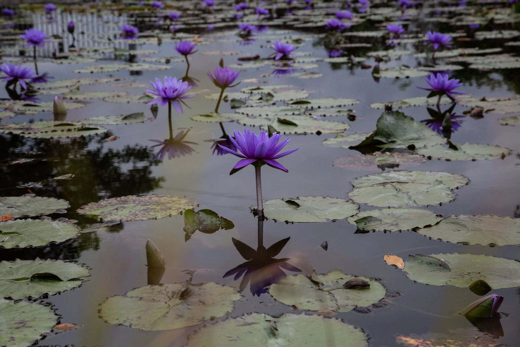 Lotus 1