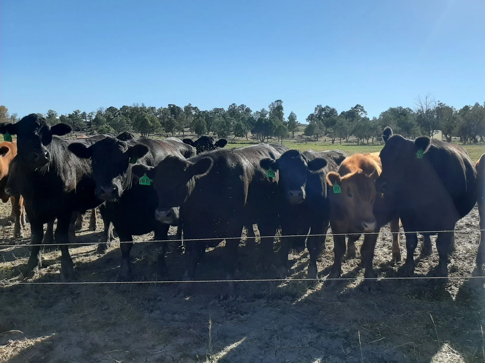 GrassRoots Meats 100 Grassfed Beef Pagosa Springs, CO