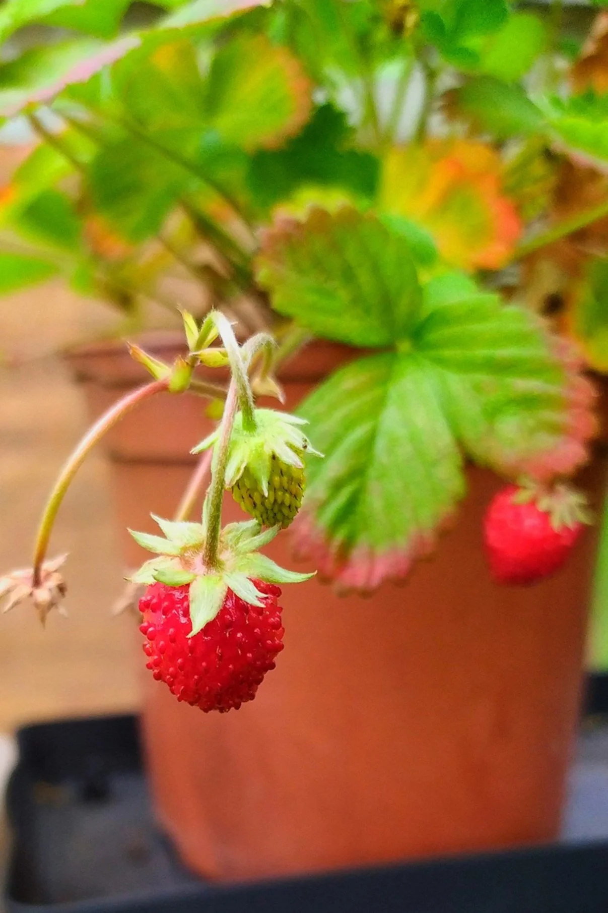Grow strawberries on your sunny windowsill