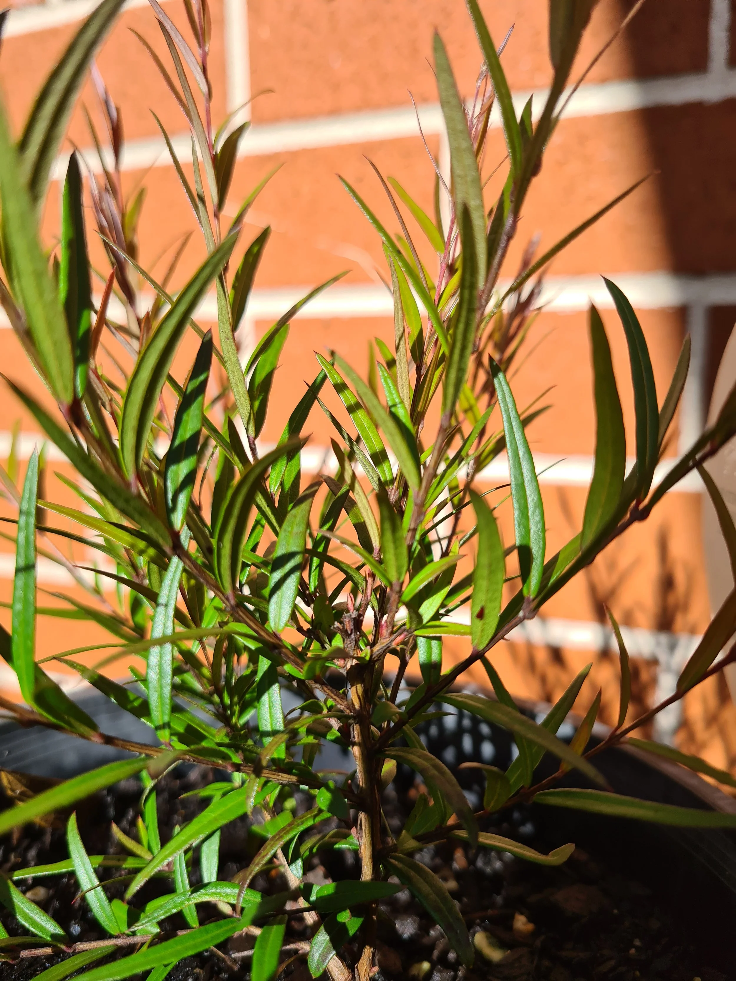 5 small edible Native Fruits you can grow in pots