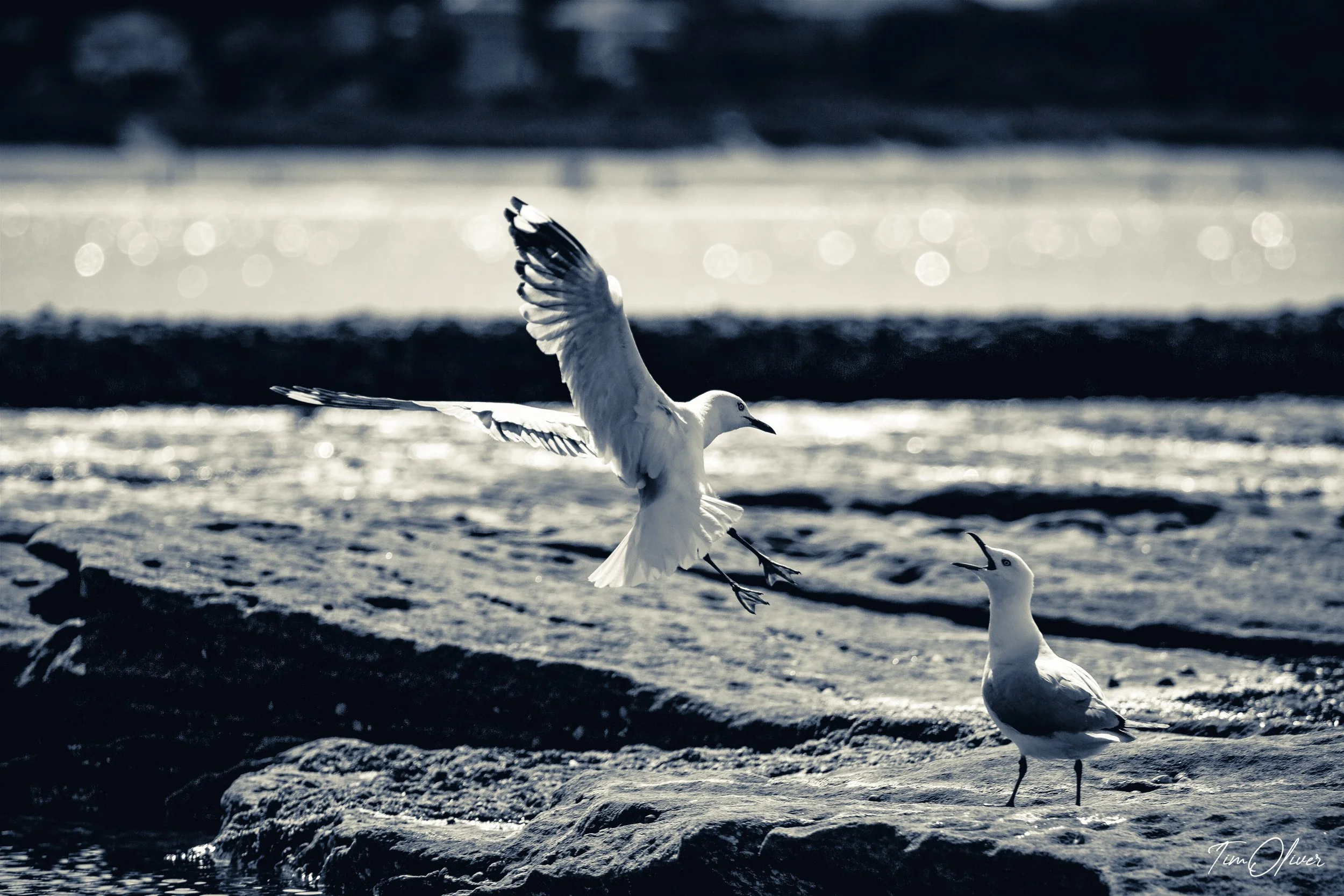 Fighting seagulls at Dee Why in Sydney