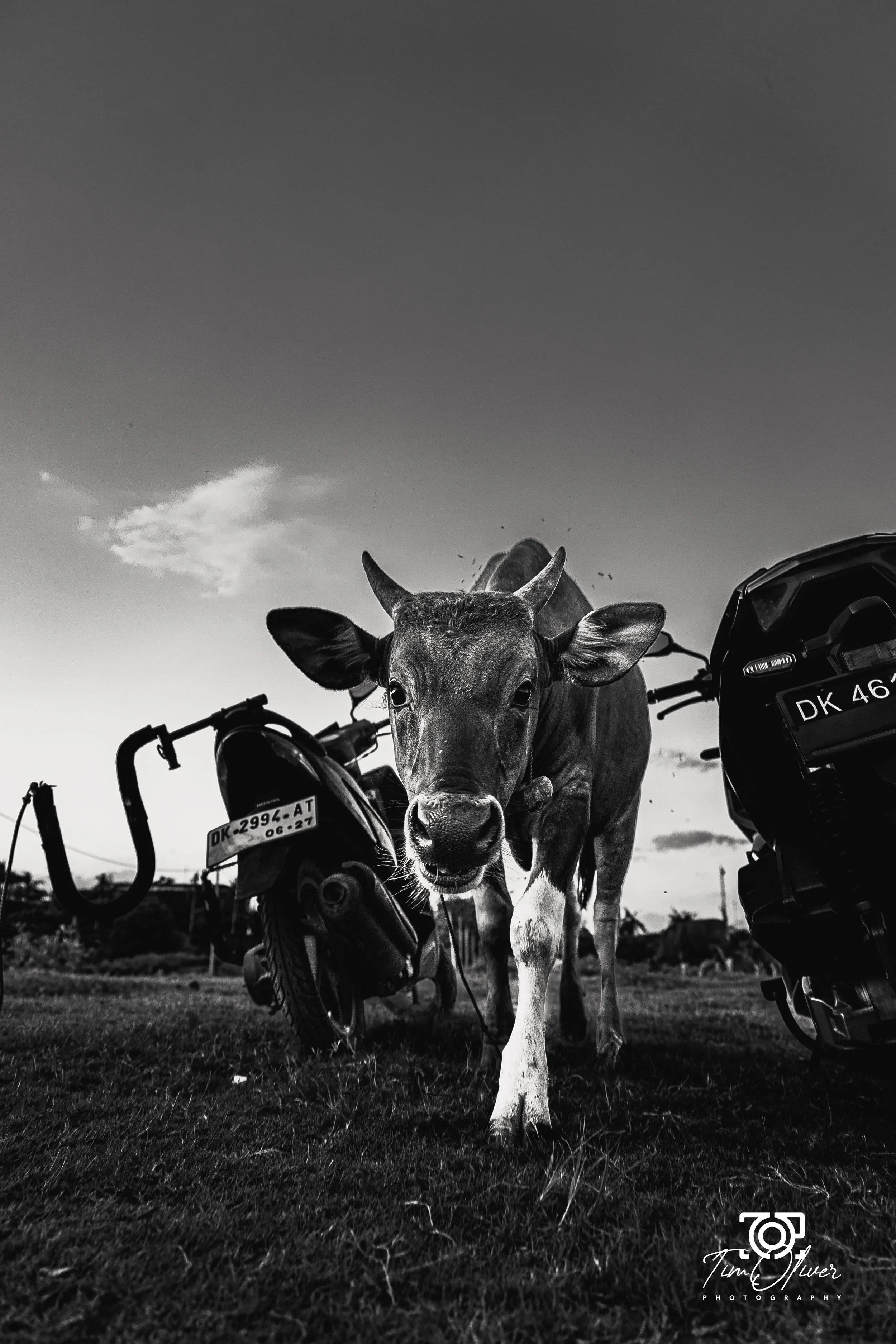 Bali cow