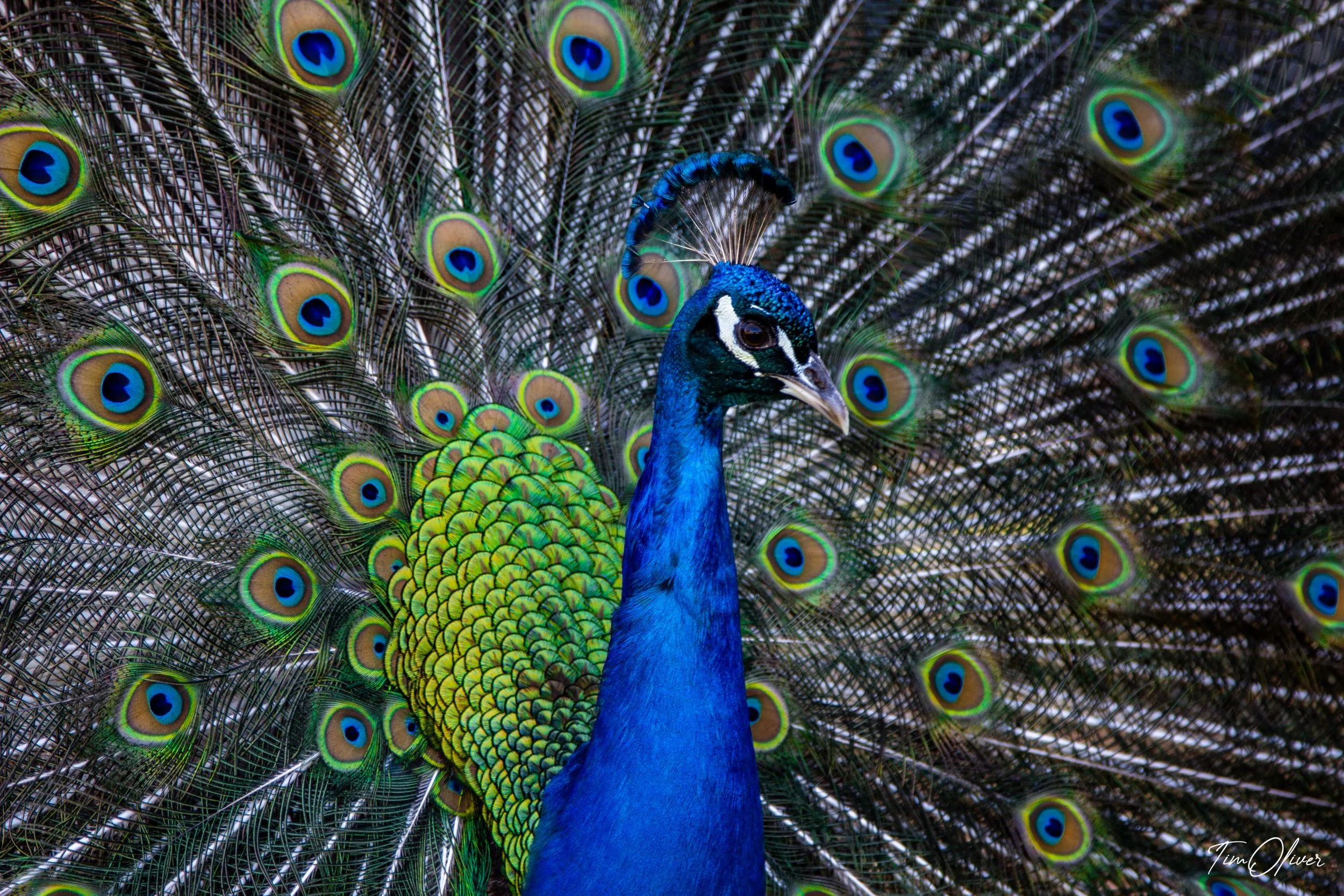 all the colours of a peacock
